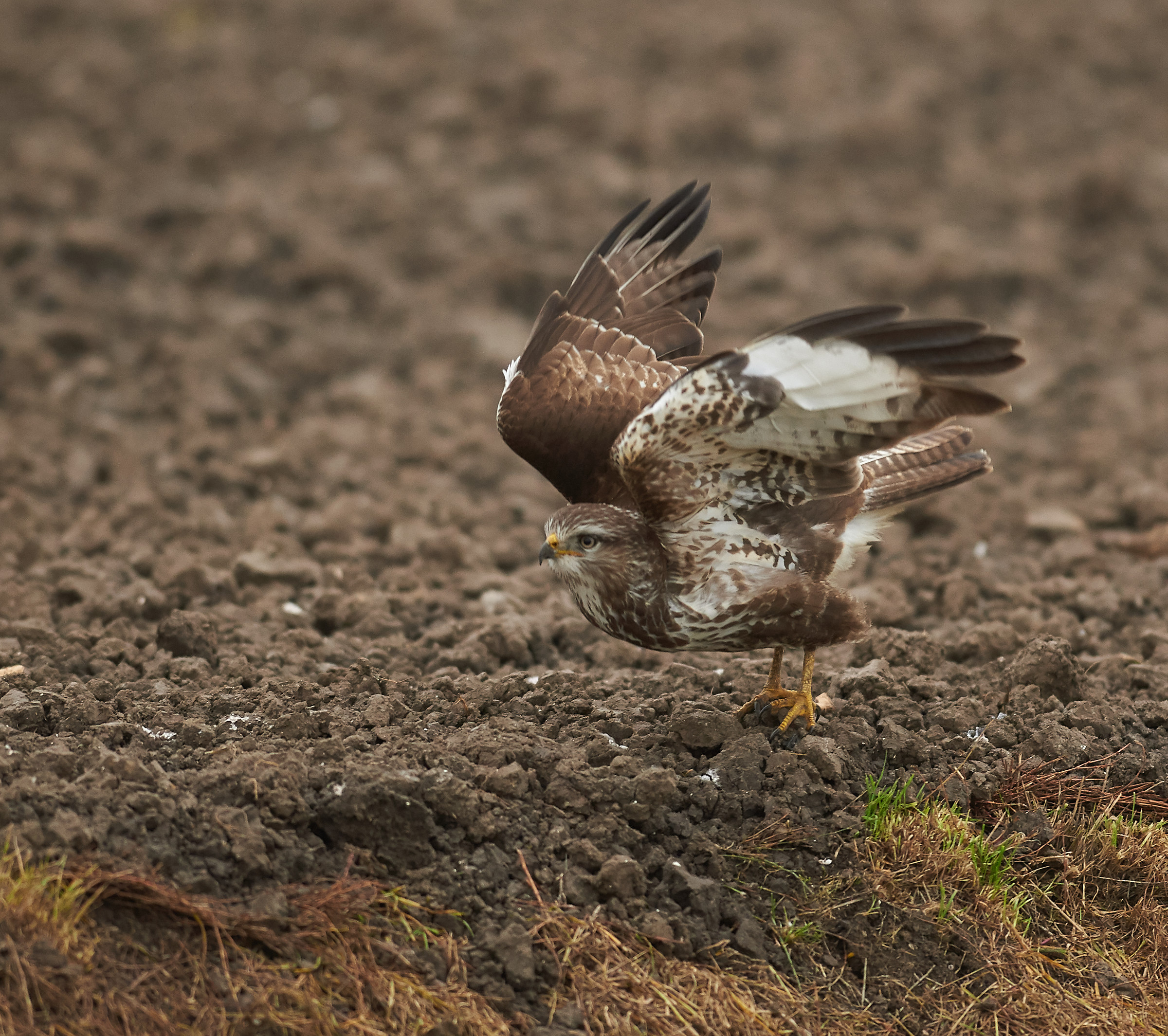 Poiana (comune) europea