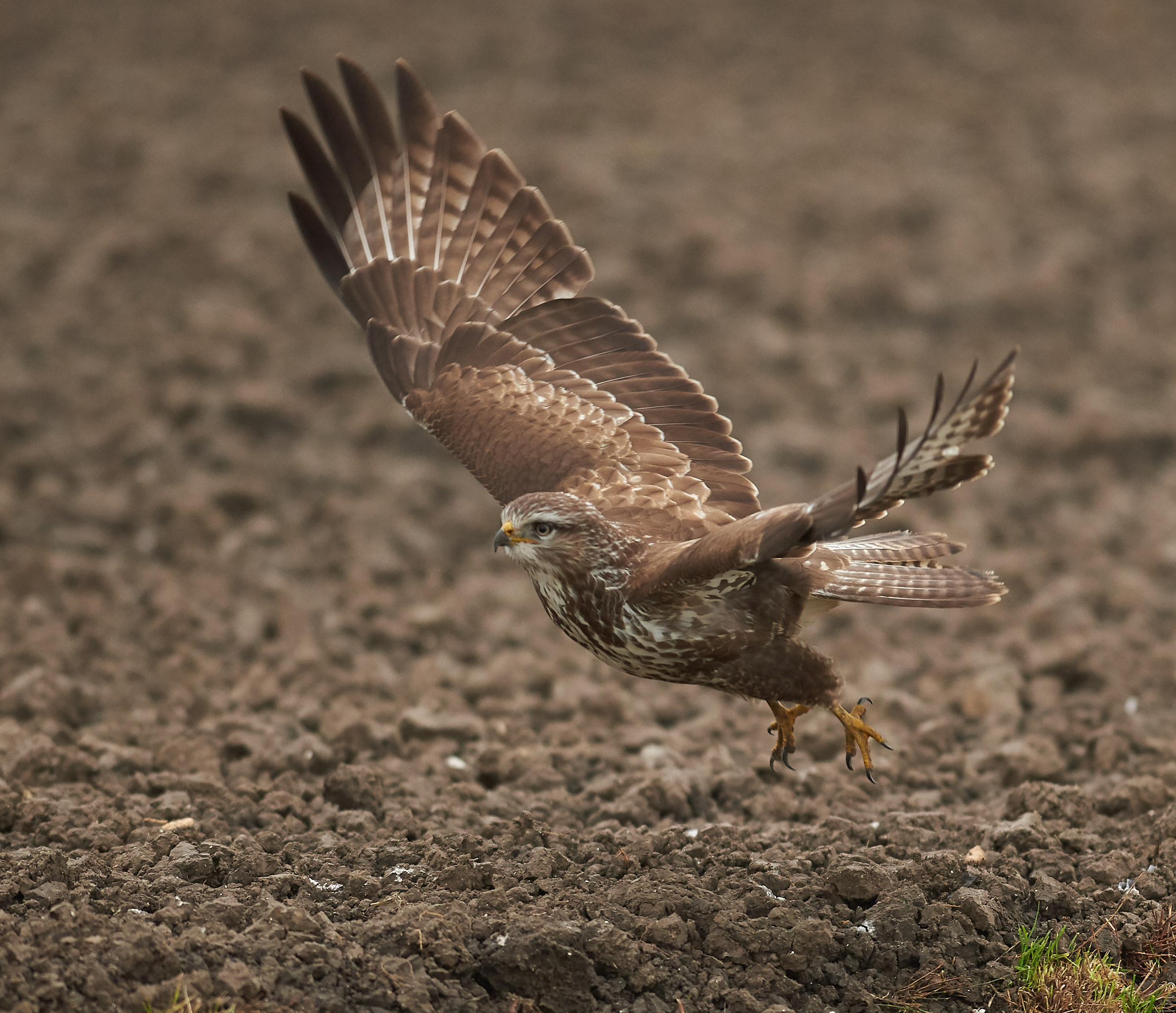 Poiana comune europea