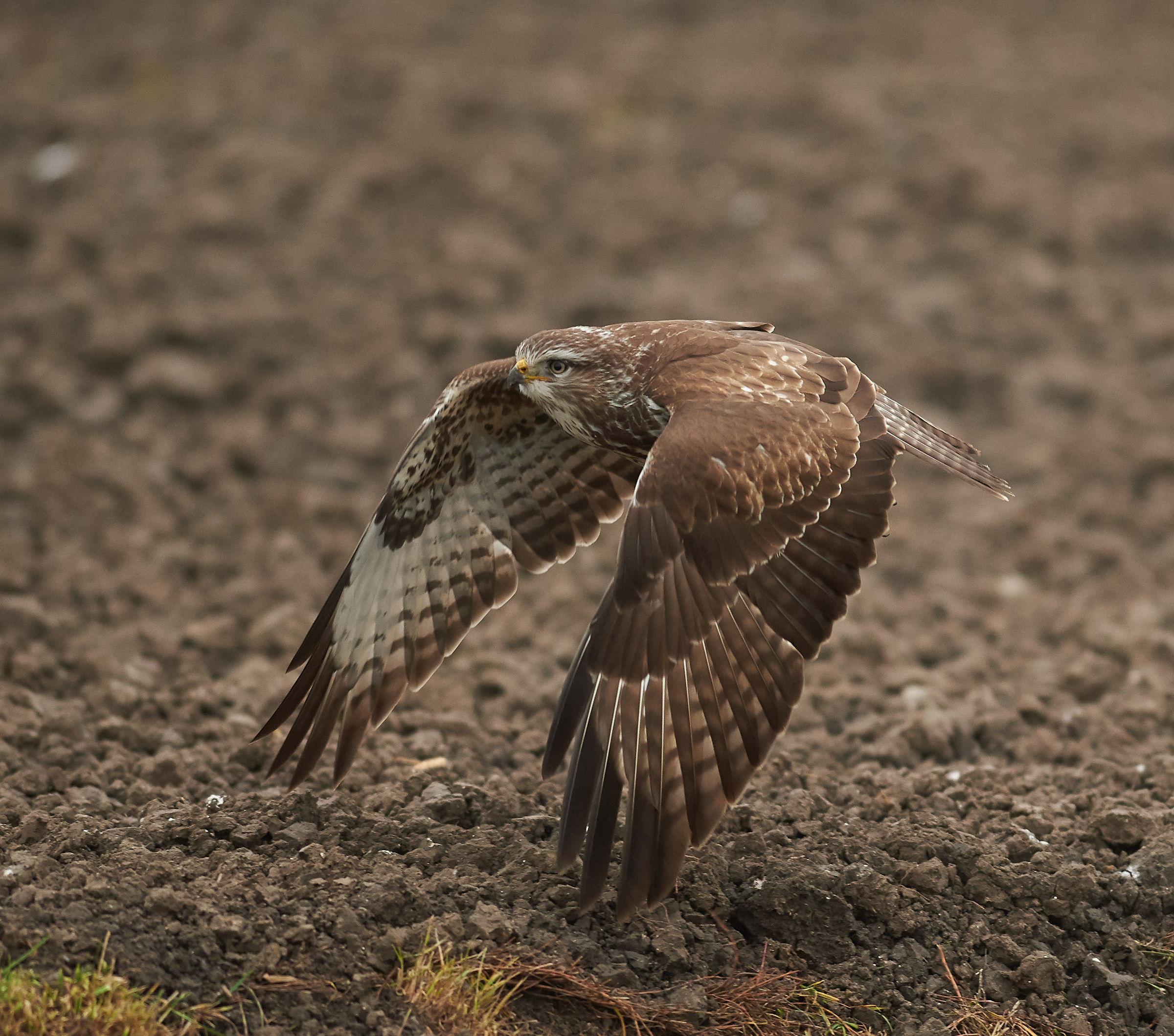 Poiana comune europea