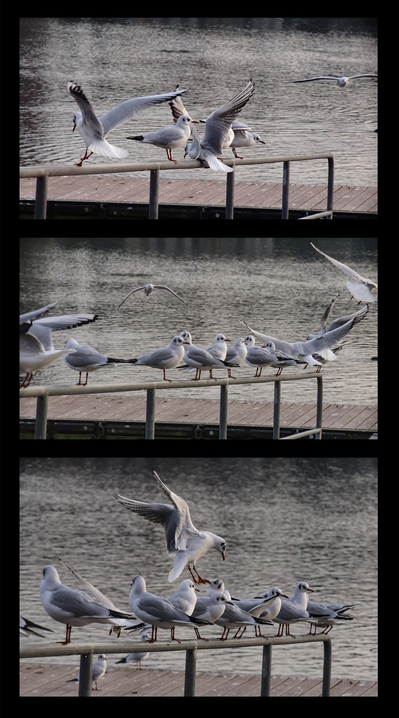 Seagulls returning on the parapet