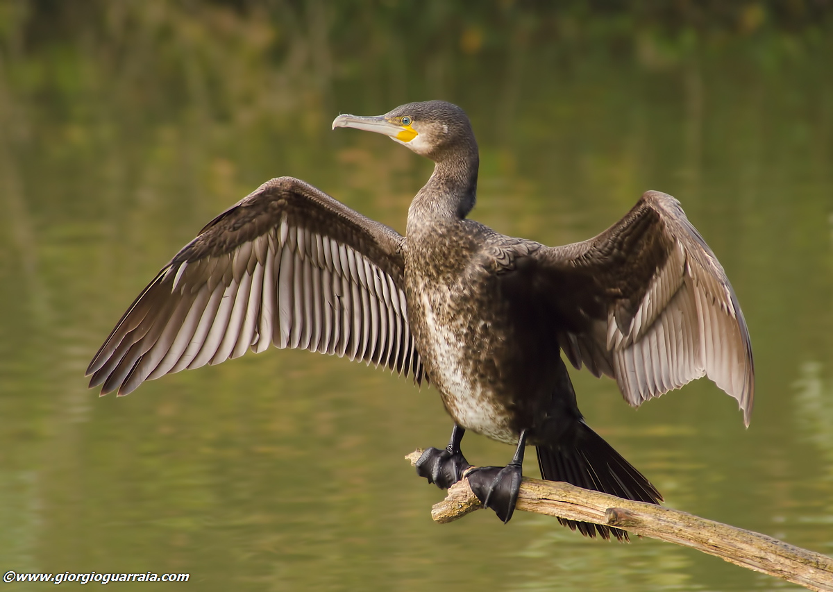 Cormorano: et voilà !