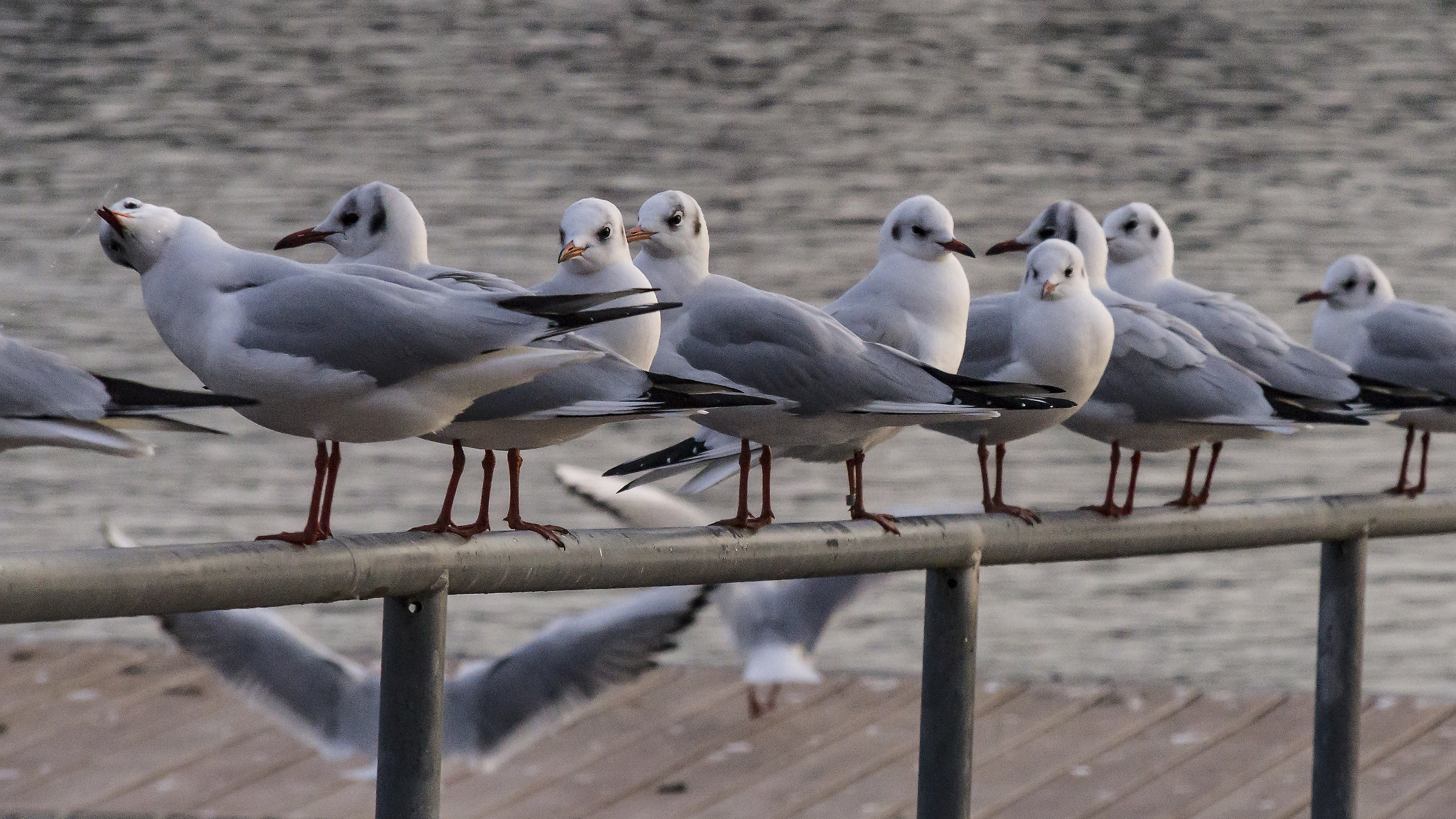 Gabbiani di nuovo sul solito parapetto