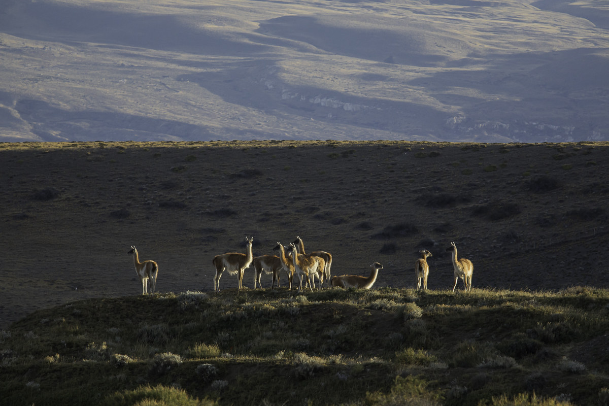 guanaco