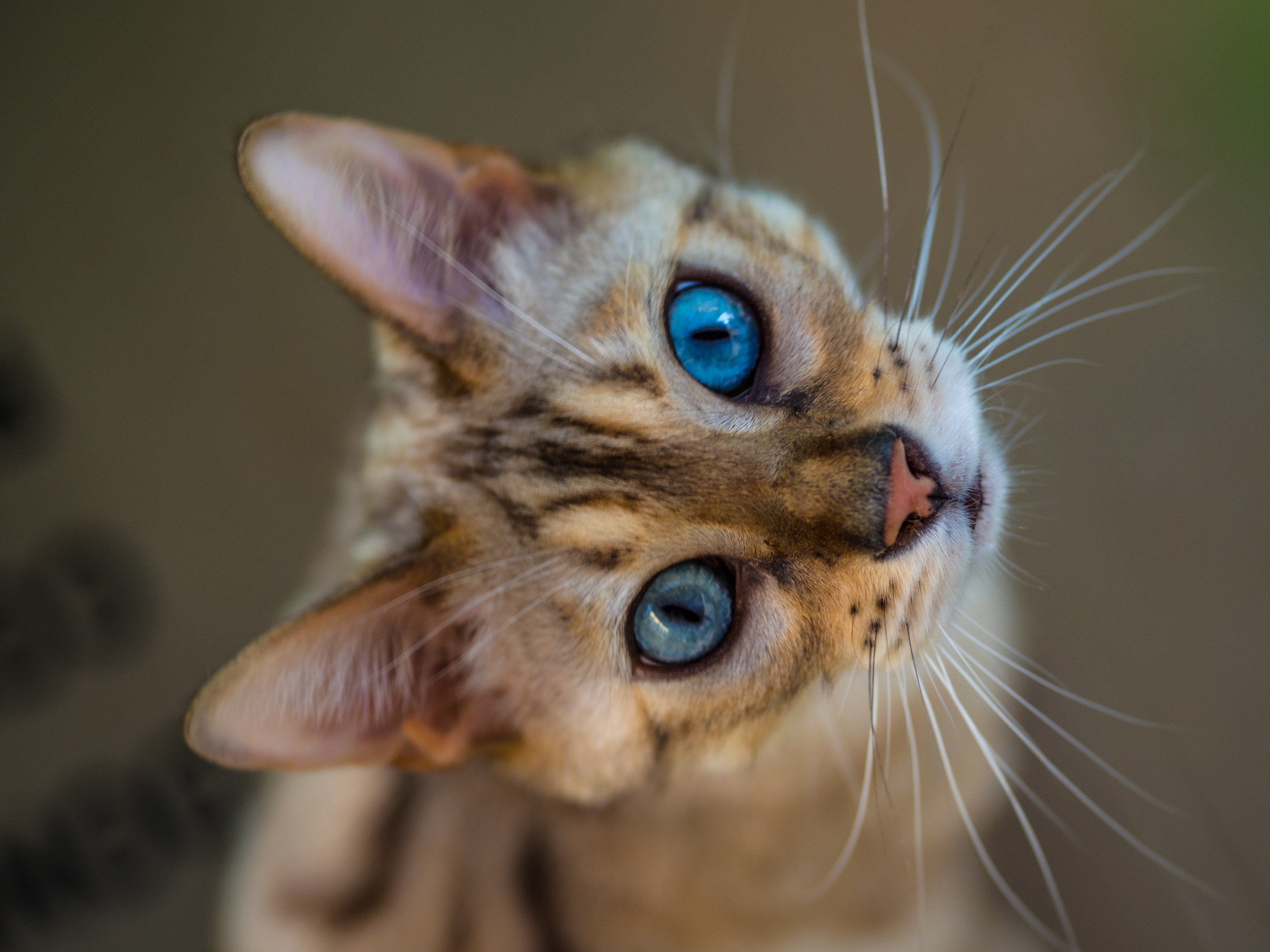 Bengal Cat Snow Leopard