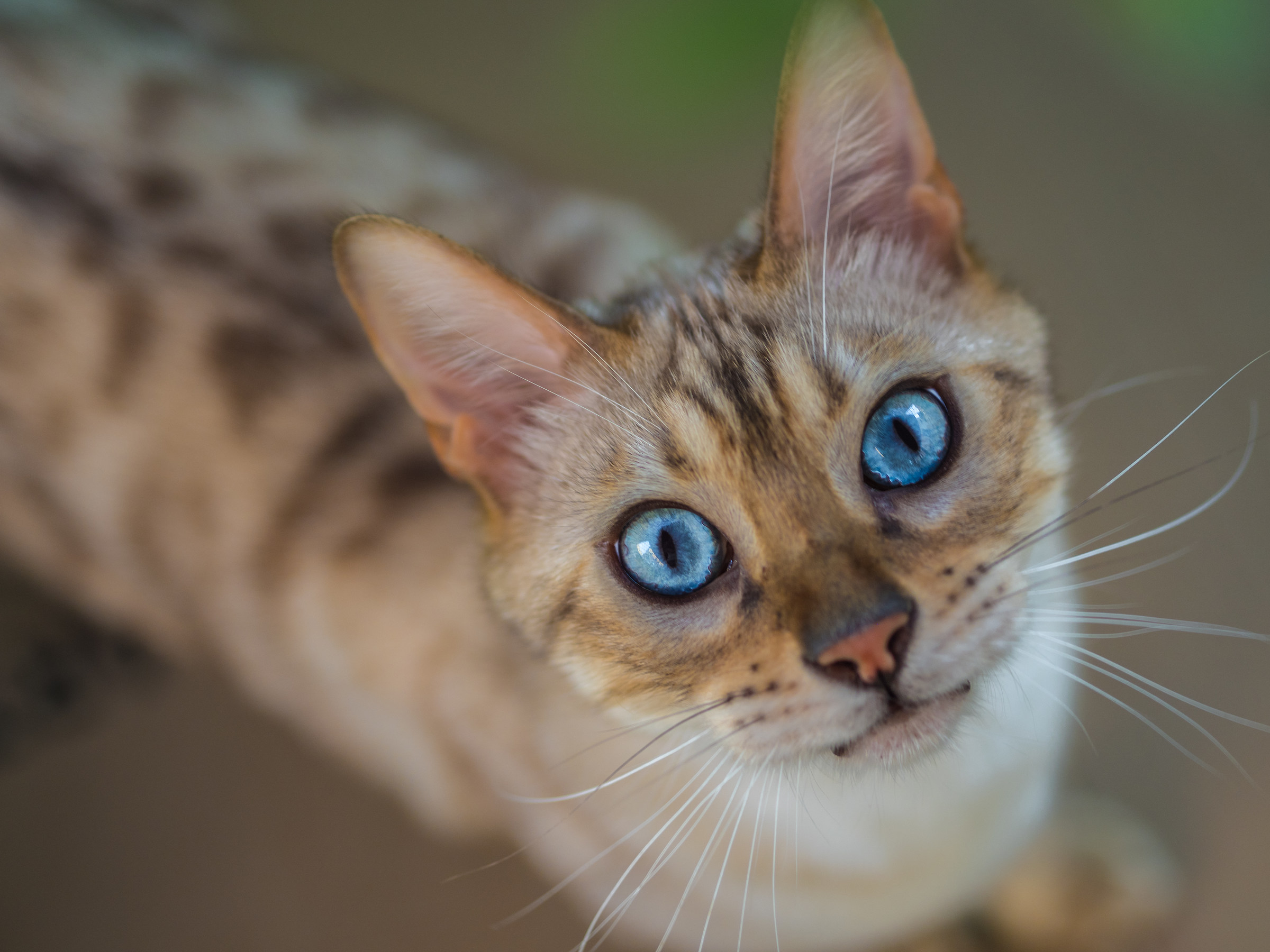 Bengal Cat Snow Leopard
