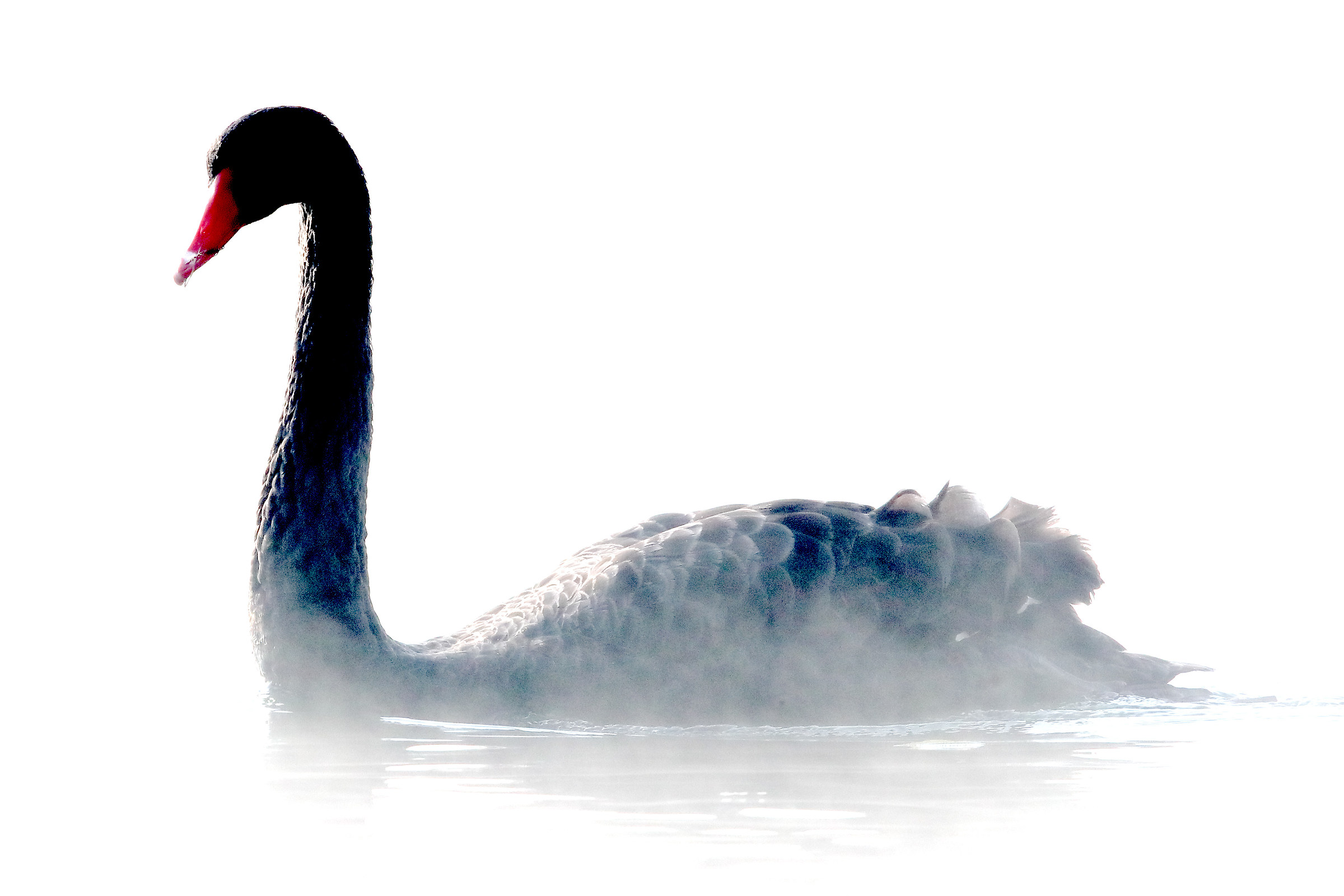 Black swan