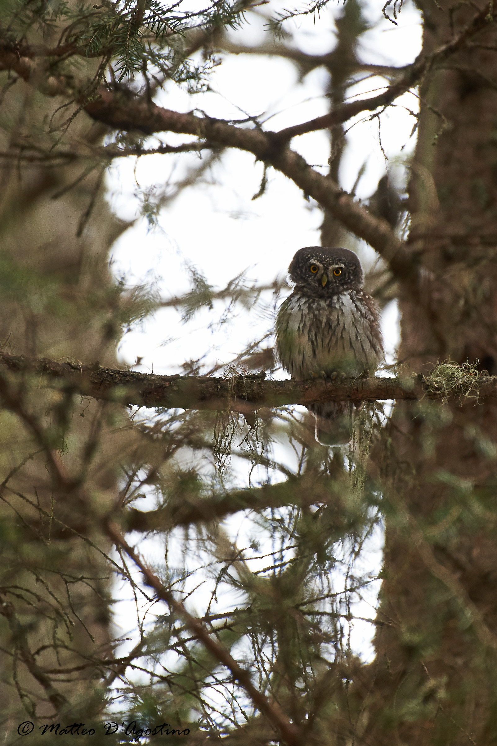 She finally... Glaucidium passerinum