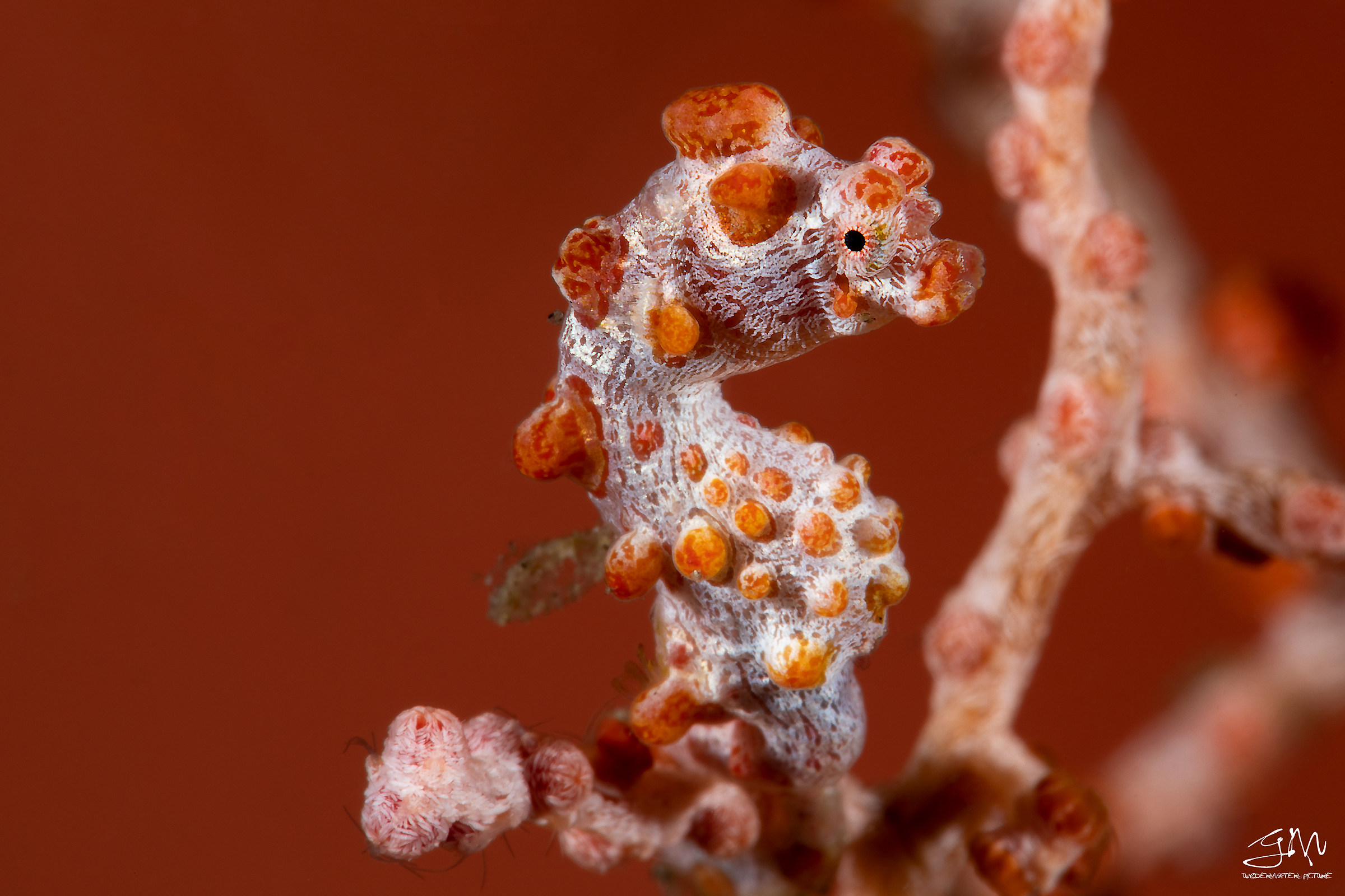 Hippocampus bargibanti