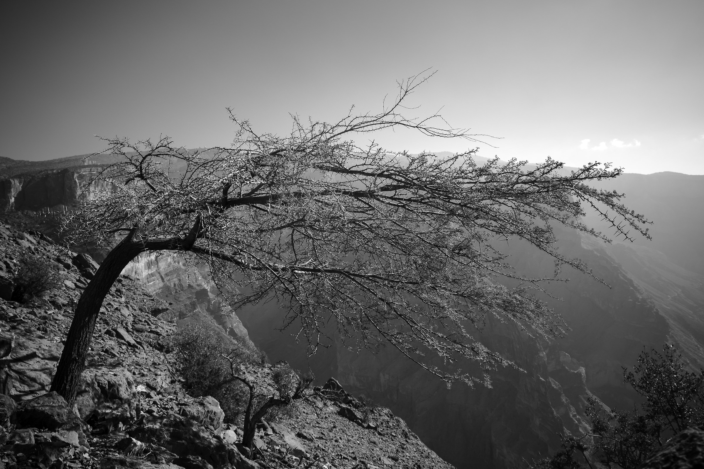 Ritratto di un albero