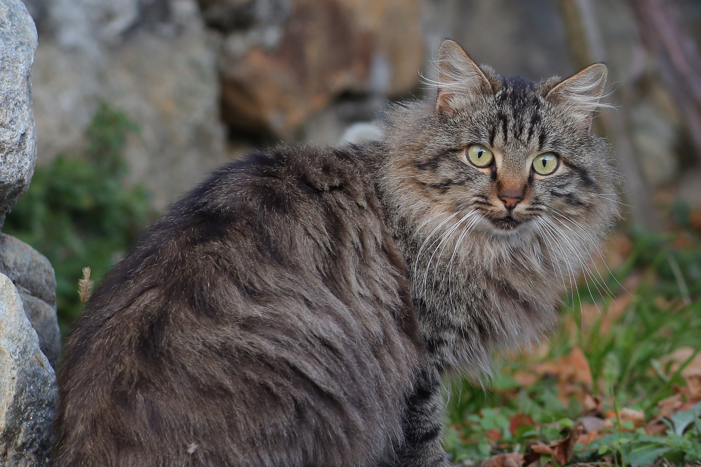 Il gatto Afghano di ....Mc Curry