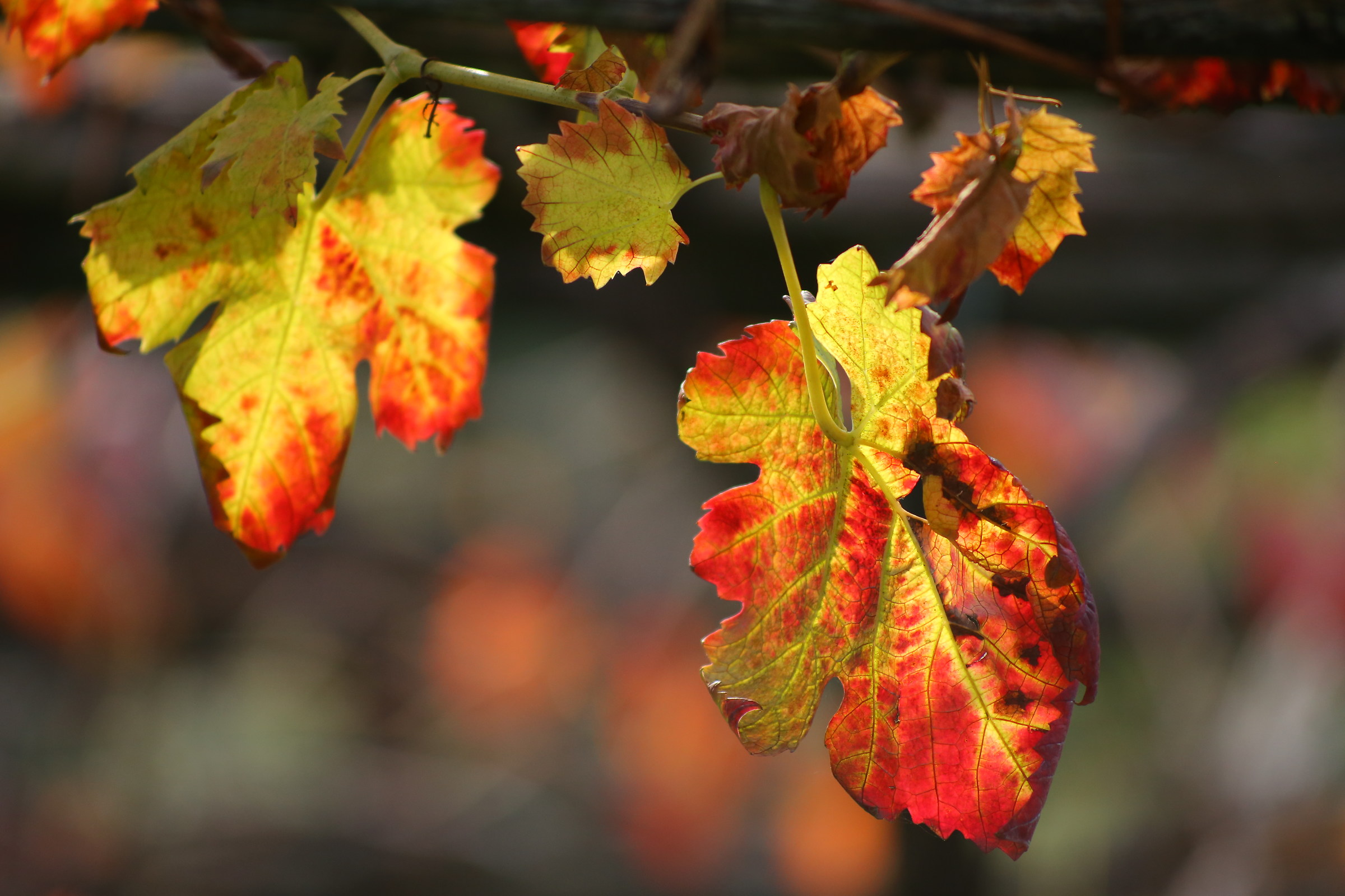 i colori dell'autunno