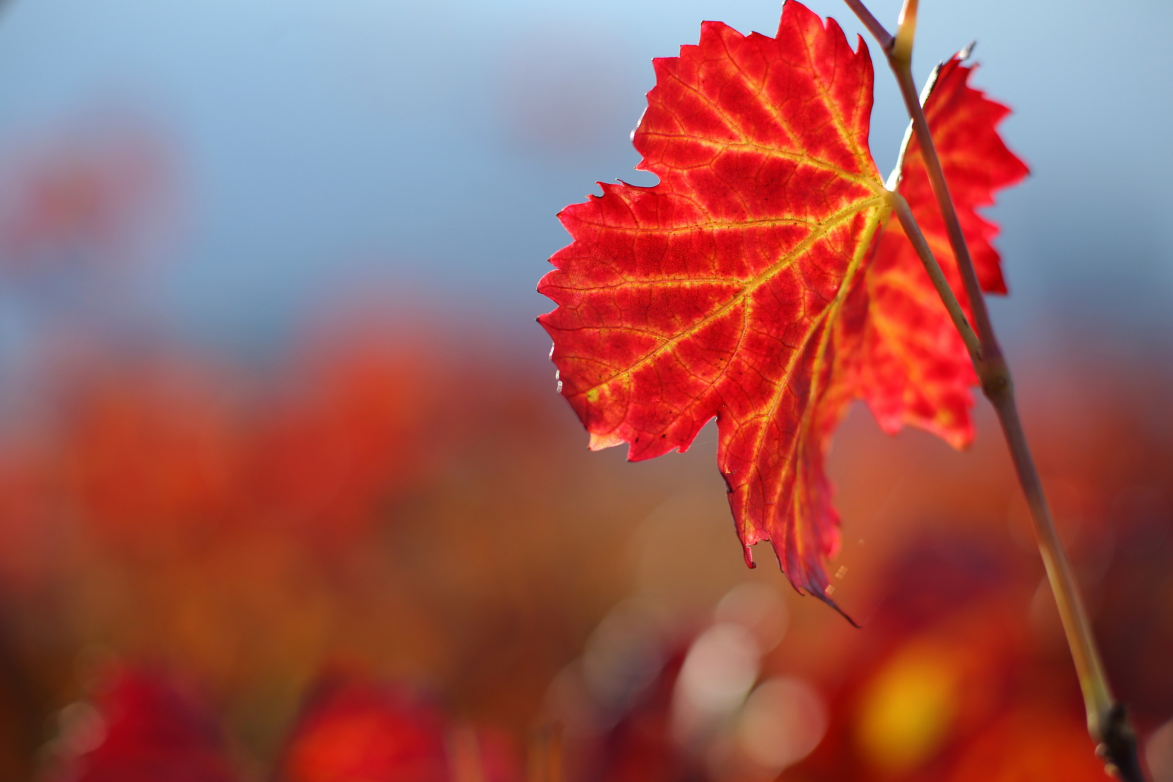 il rosso dell'autunno