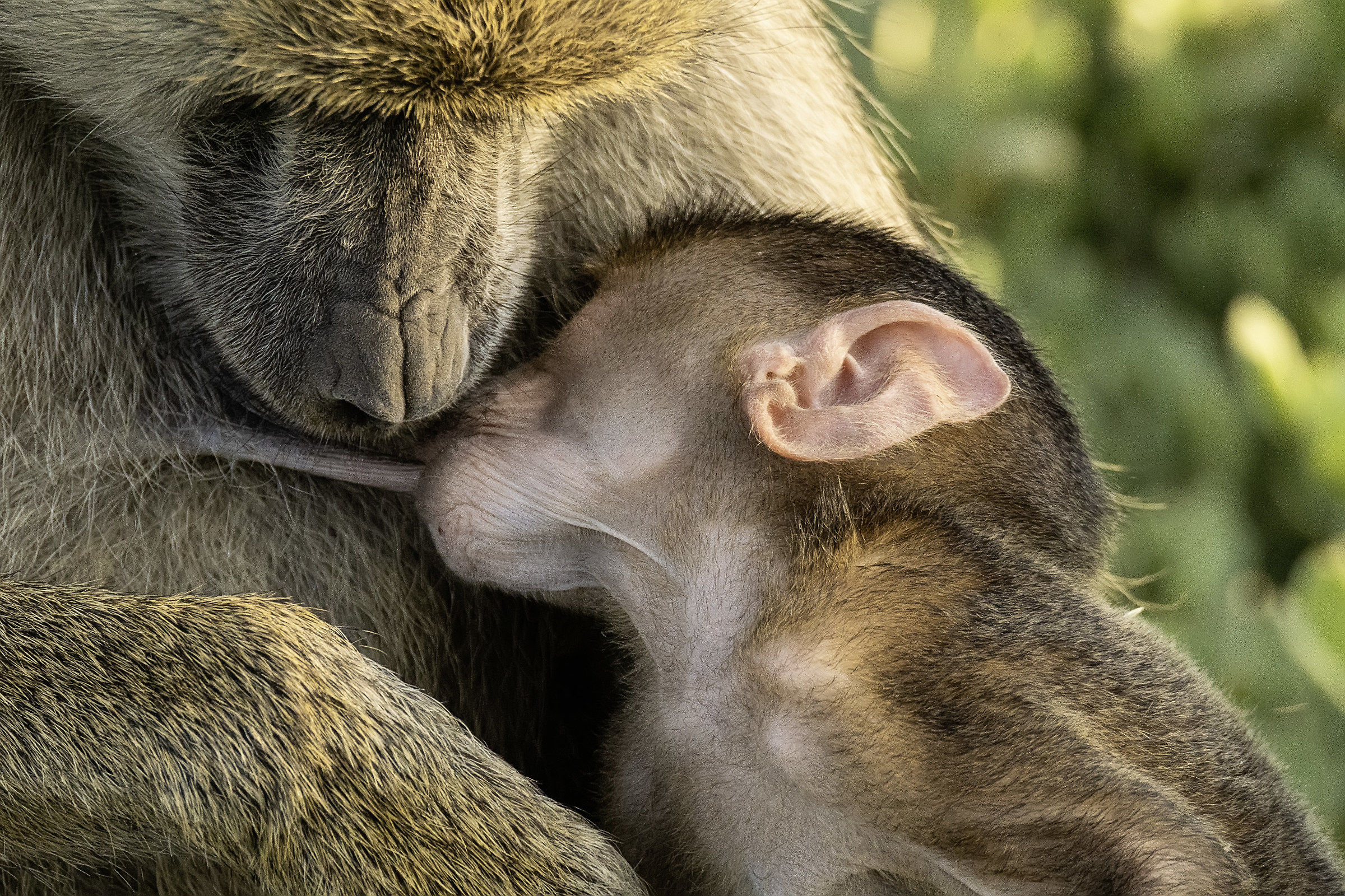 Suckled Baboon
