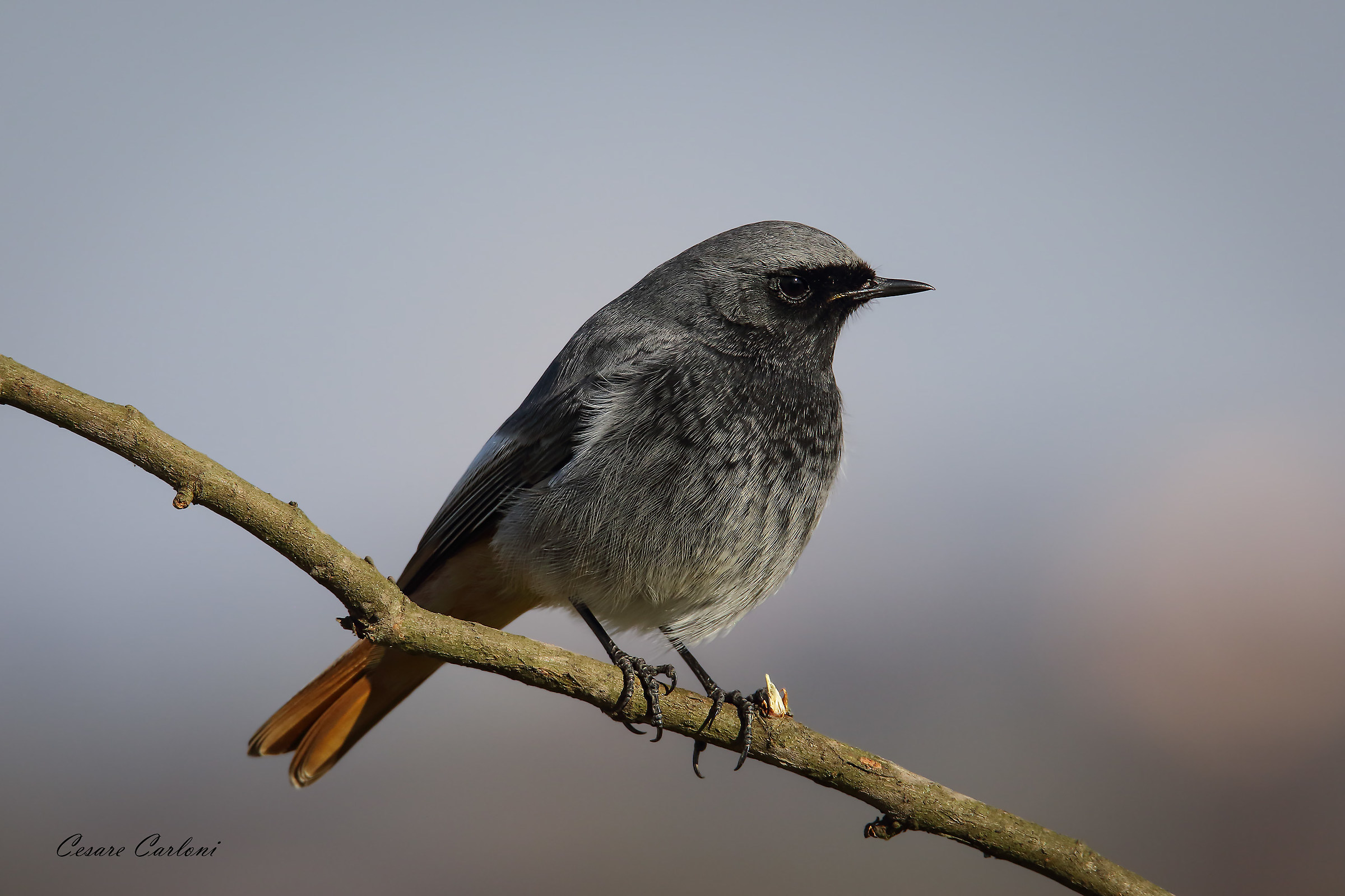 Codirosso spazzacamino (phoenicurus ochruros)