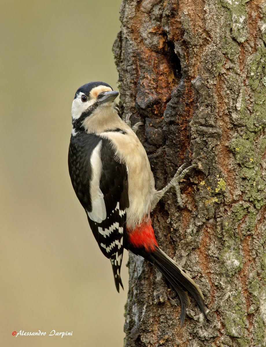 Great Spotted Woodpecker 3