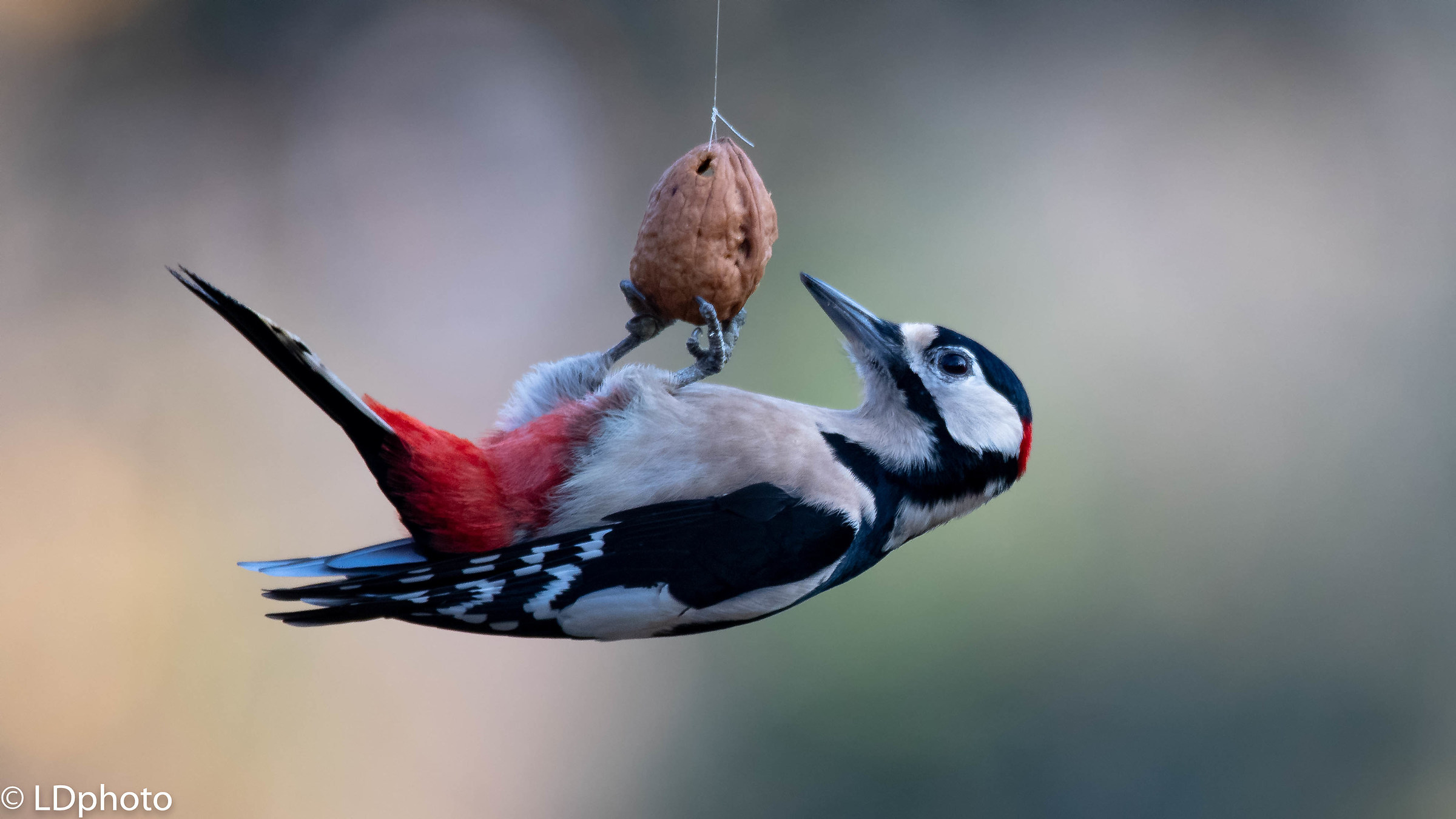 Picchio rosso maggiore