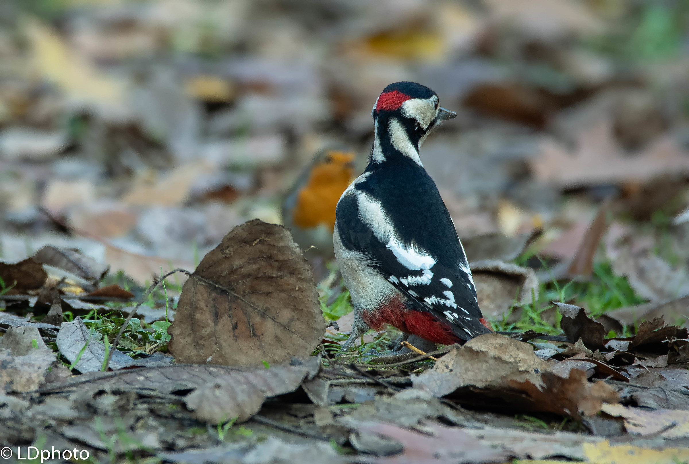 Picchio rosso maggiore