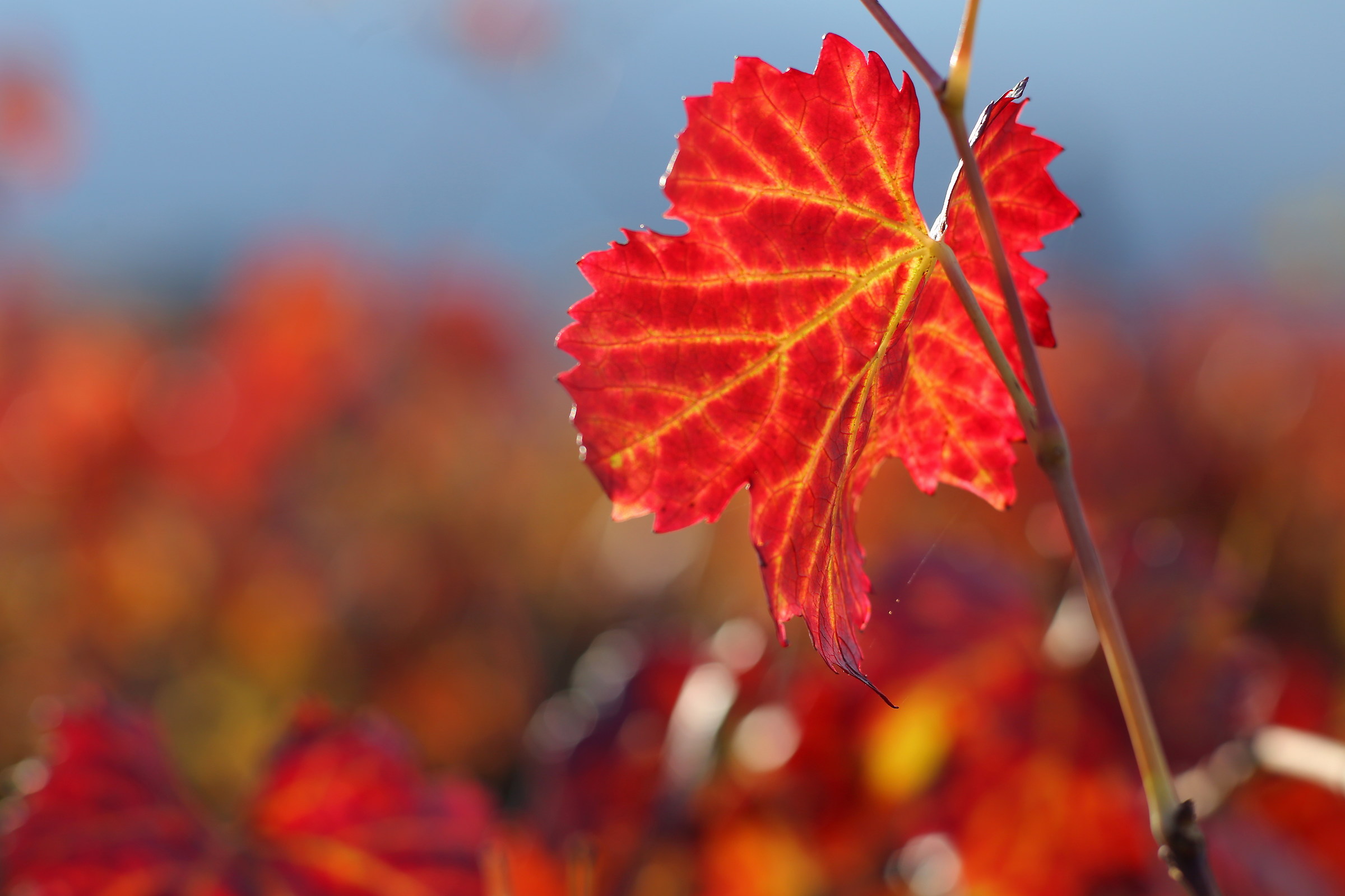 il rosso dell'autunno