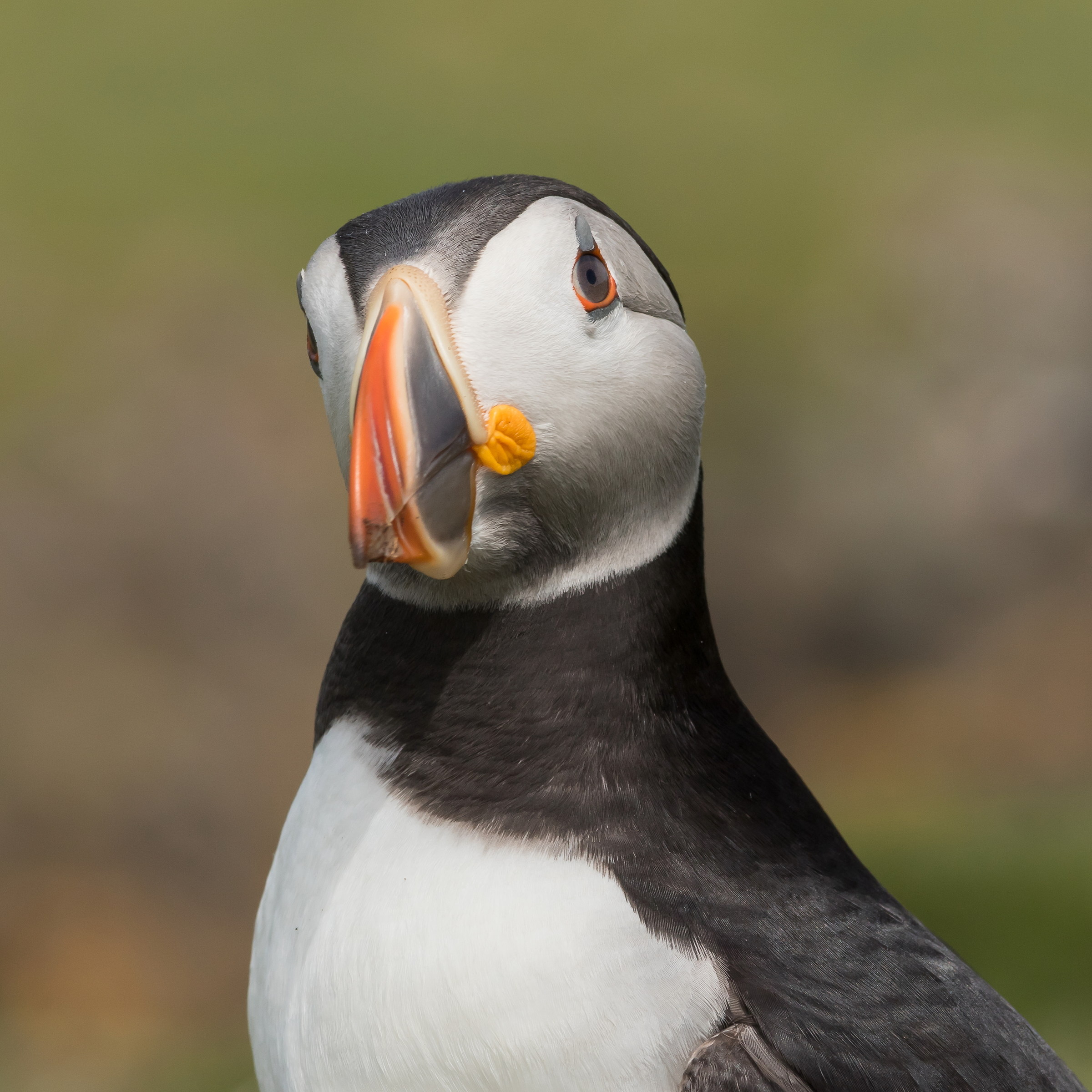 Portrait of Puffin
