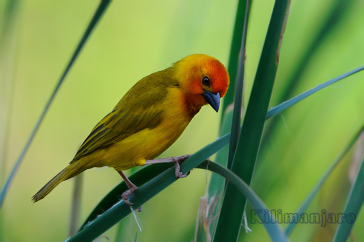 Qualcuno mi dice come mi chiamo!!!!!! Vivo in Kenya