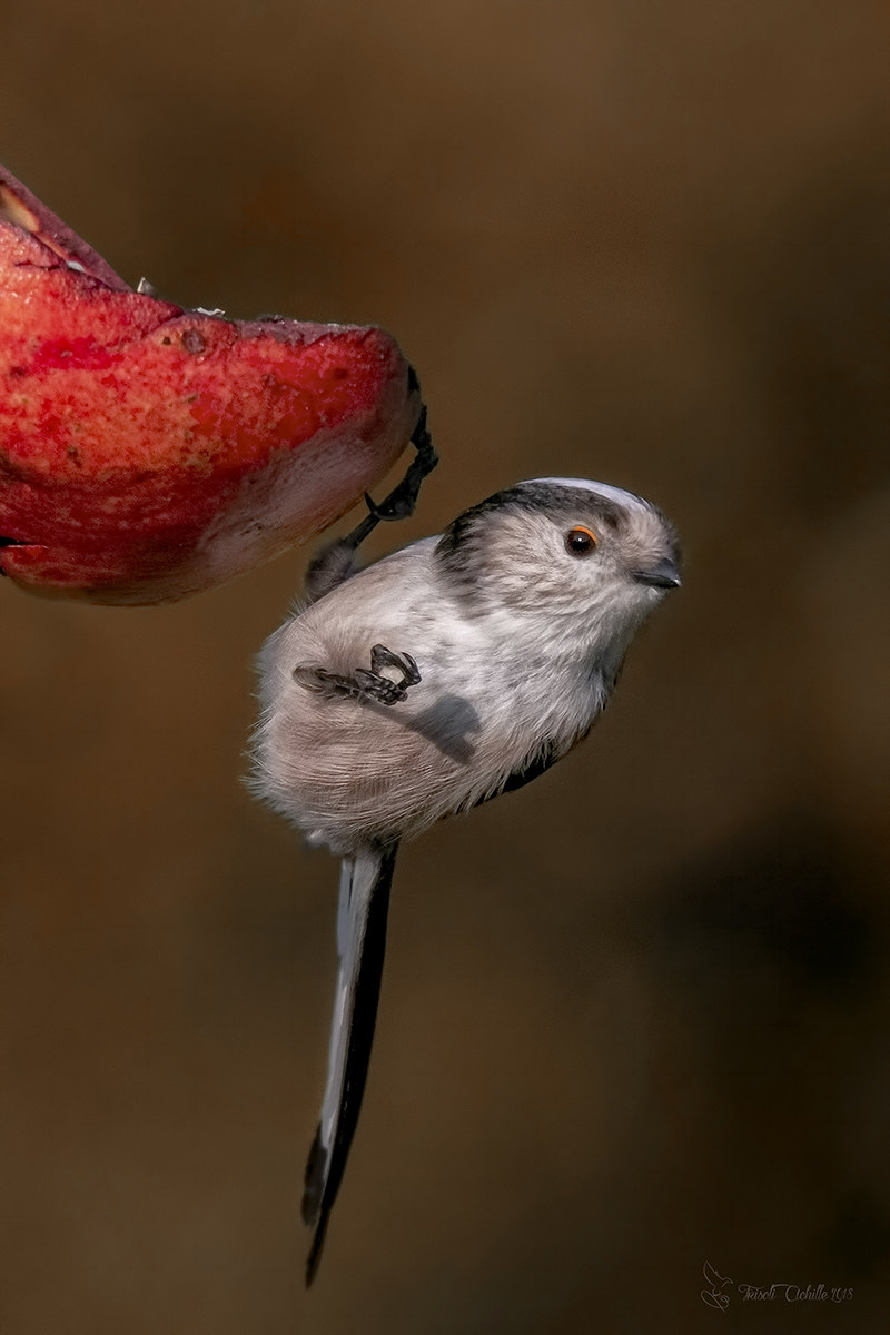 The snack of the "peanut Scaglia in the Zam