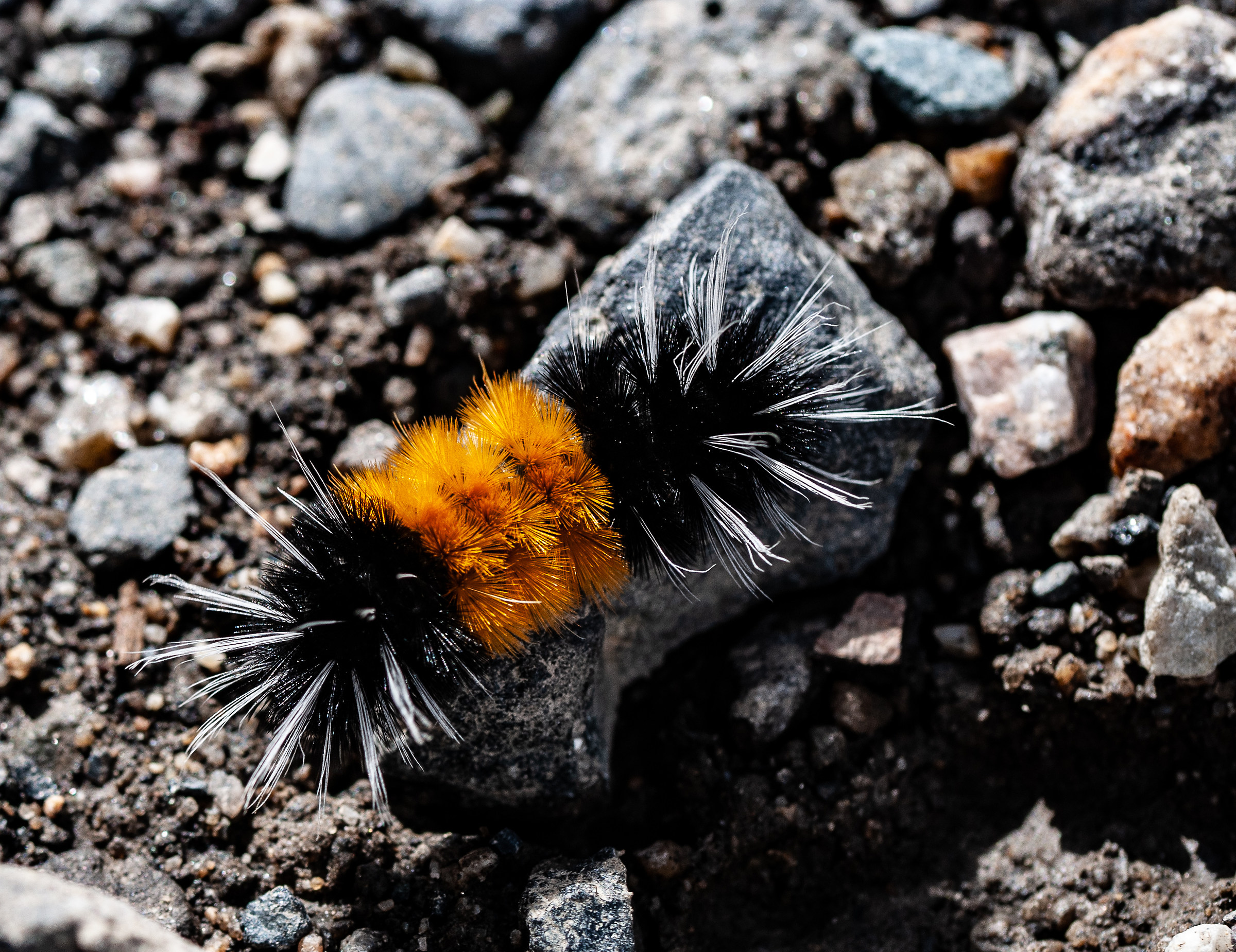 chi sa dari una mano? che è?