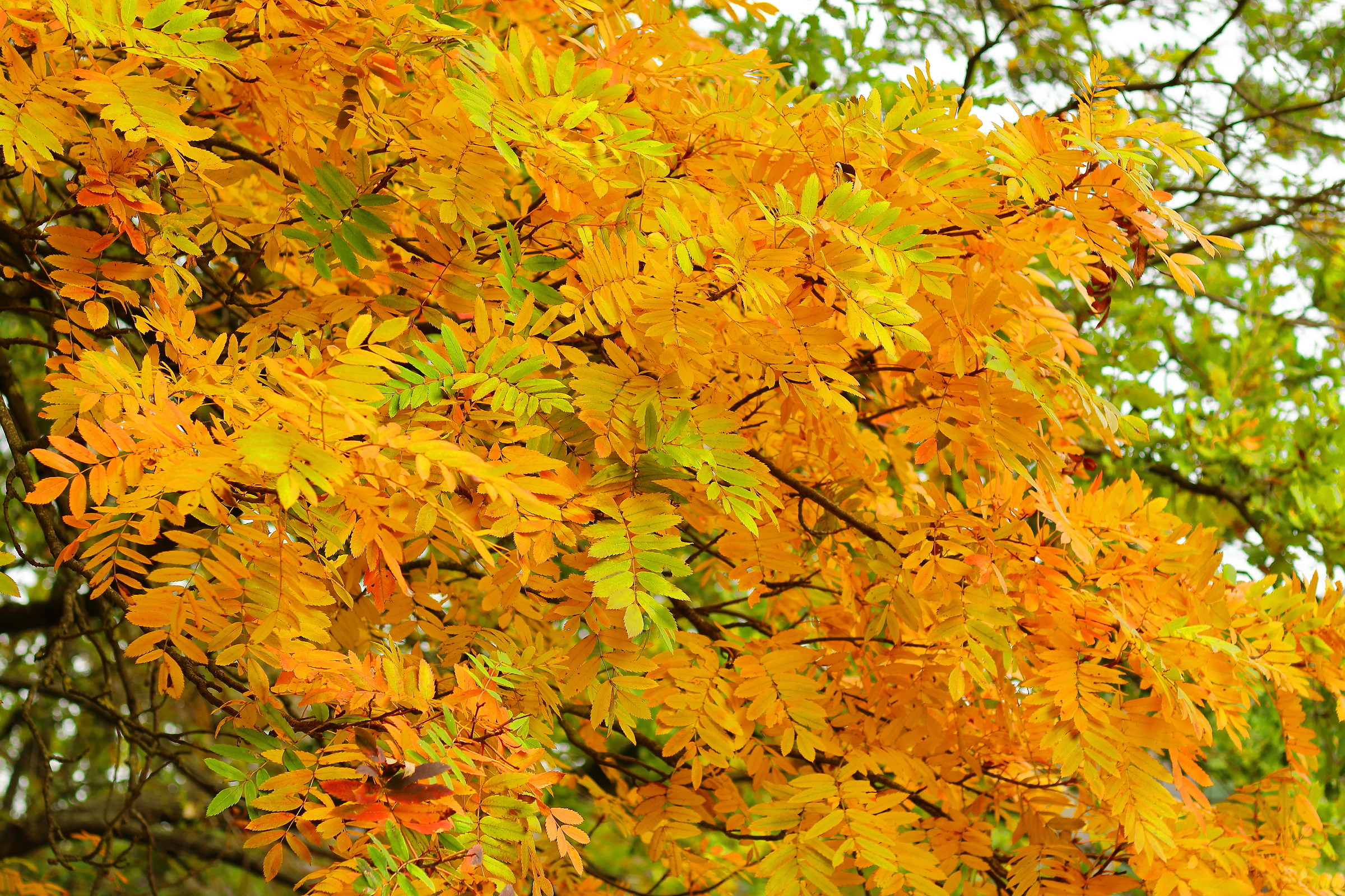 Warm autumnal colors