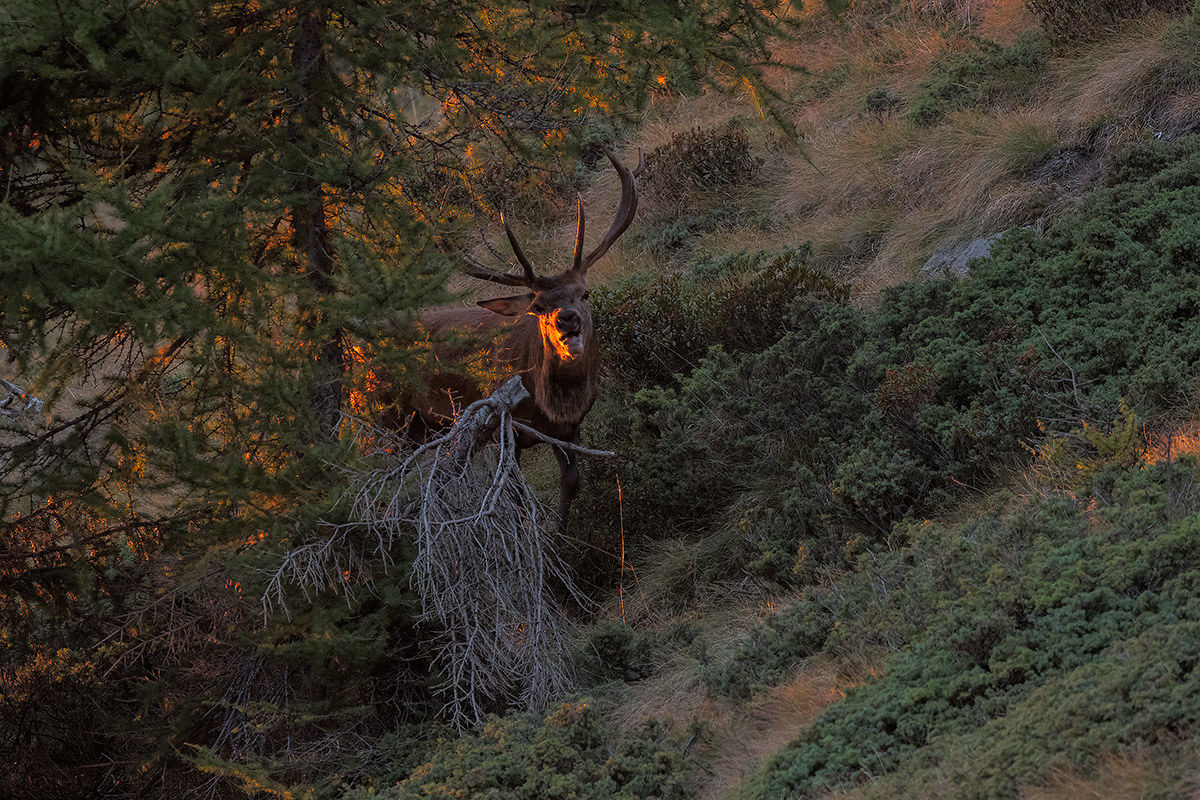 Ultimo bramito del giorno