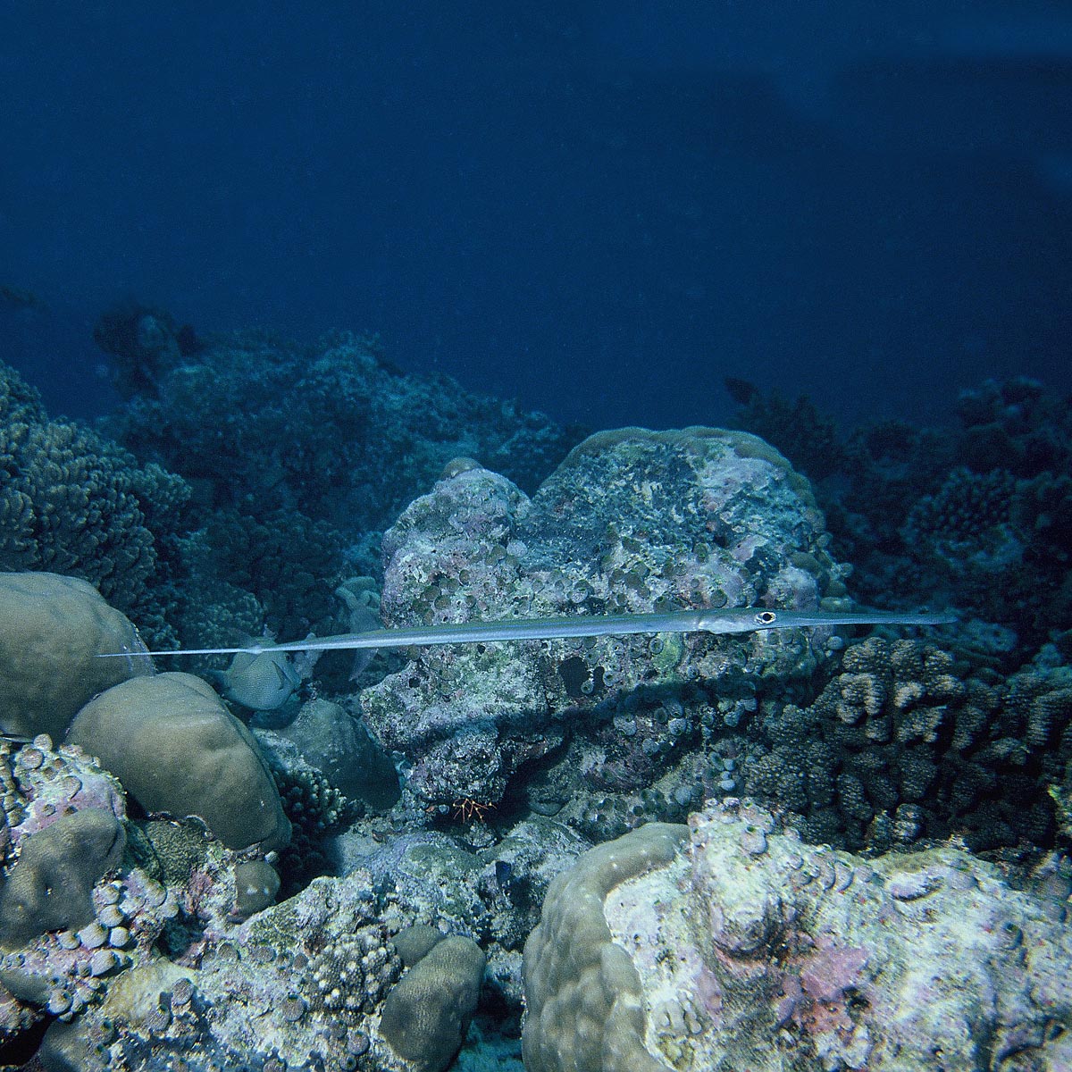 Fistularia commersonii (flute fish) Malindi