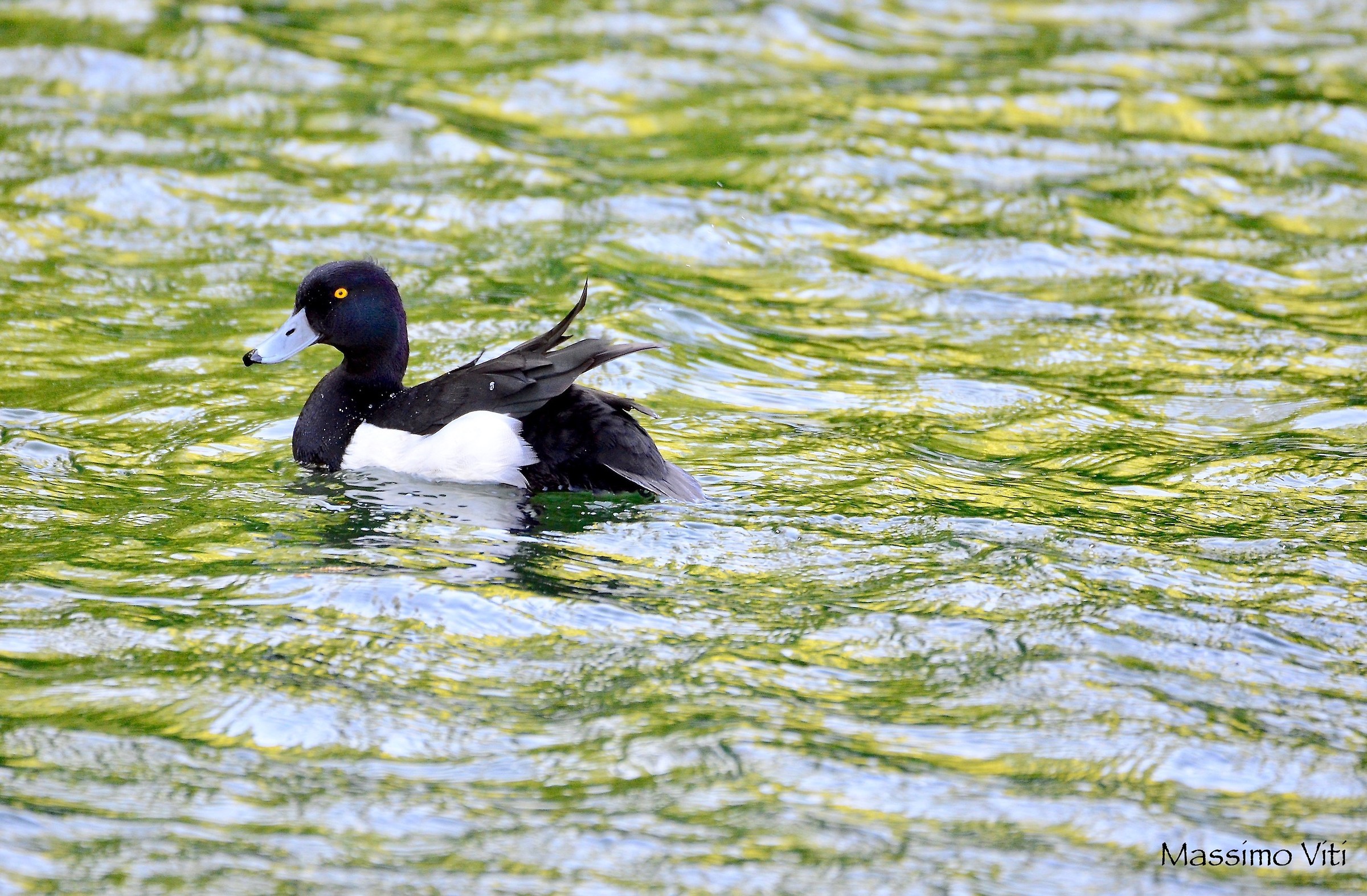 Moretta ... in un verde smeraldo