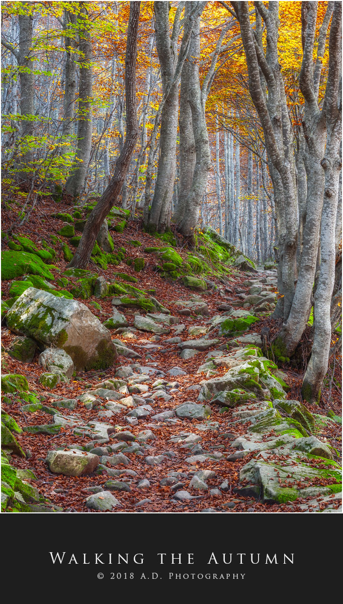 Walking the Autumn