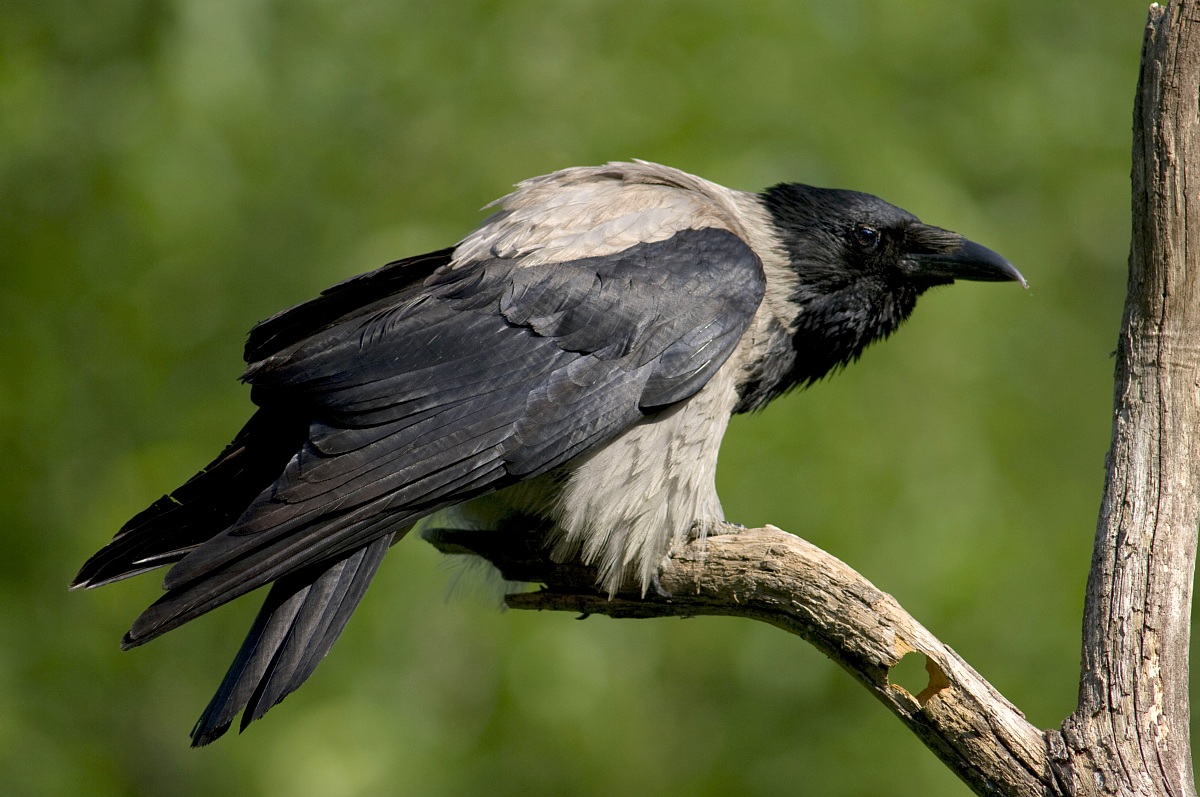 Hooded Crow the predator