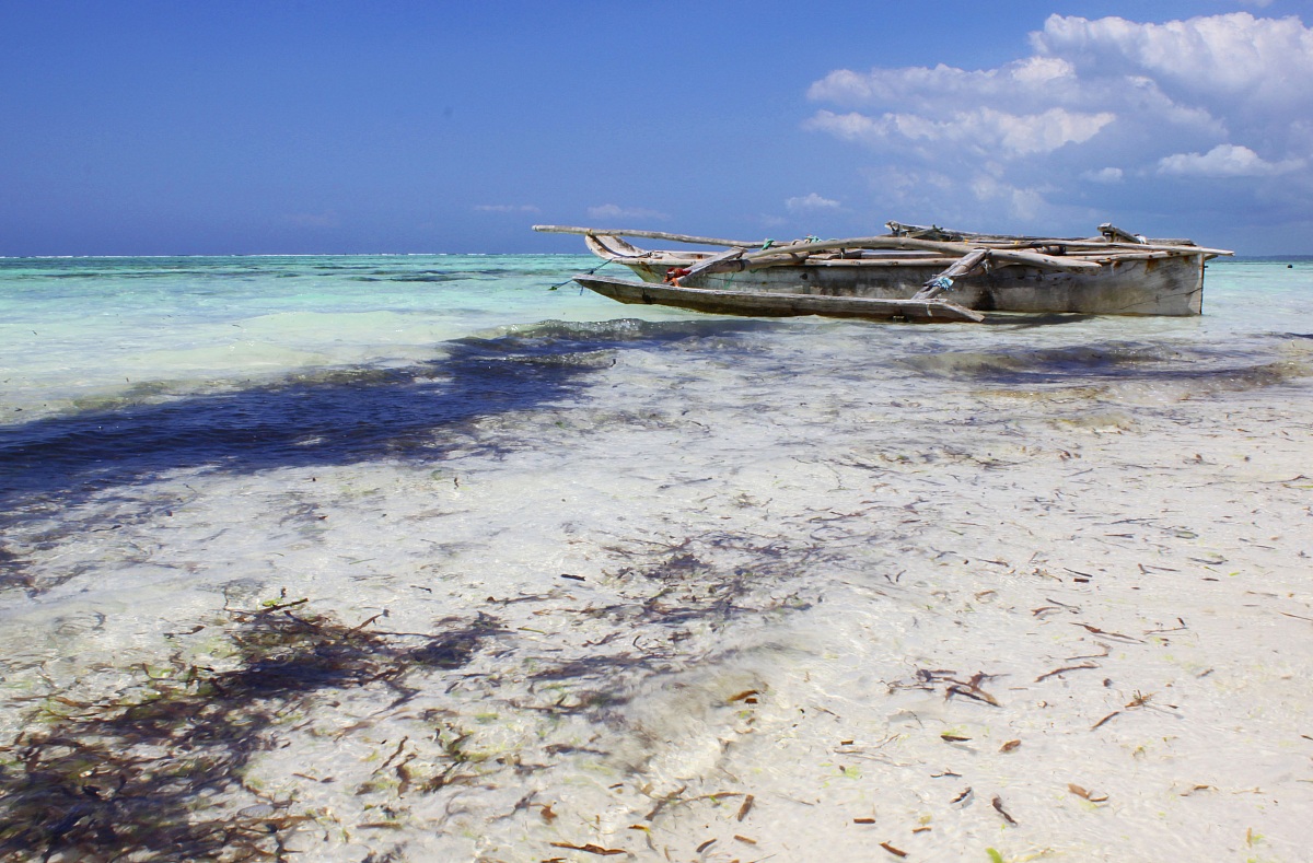 Zanzibar - Costa Est, allevamento di alghe