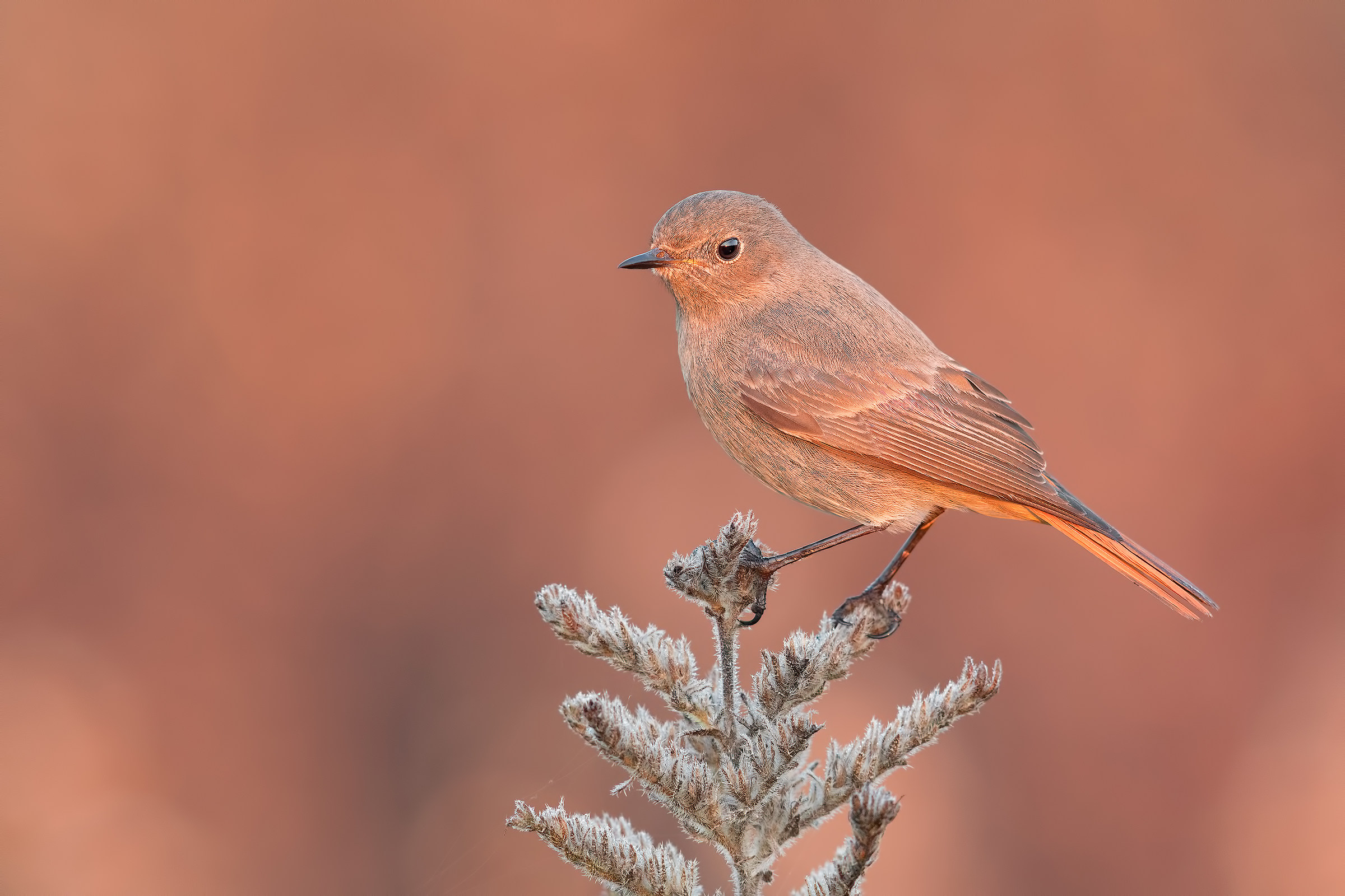 Alba 3d (Redstring SPz F.)