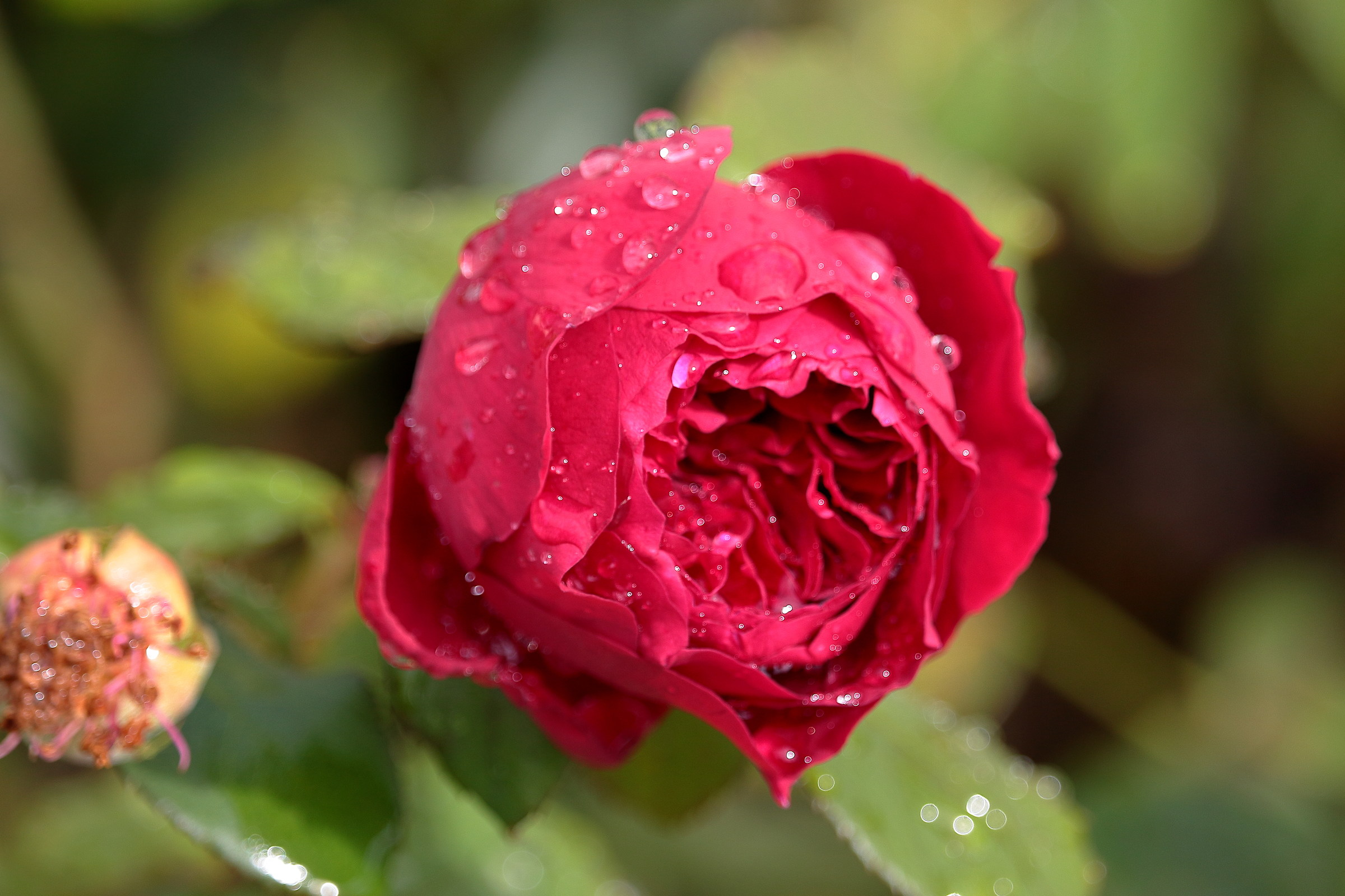 Rosa sotto la pioggia