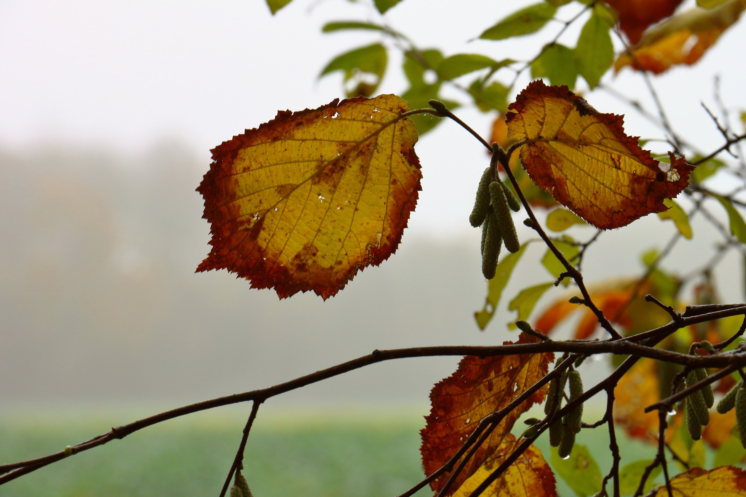 Efterår i skovbrynet