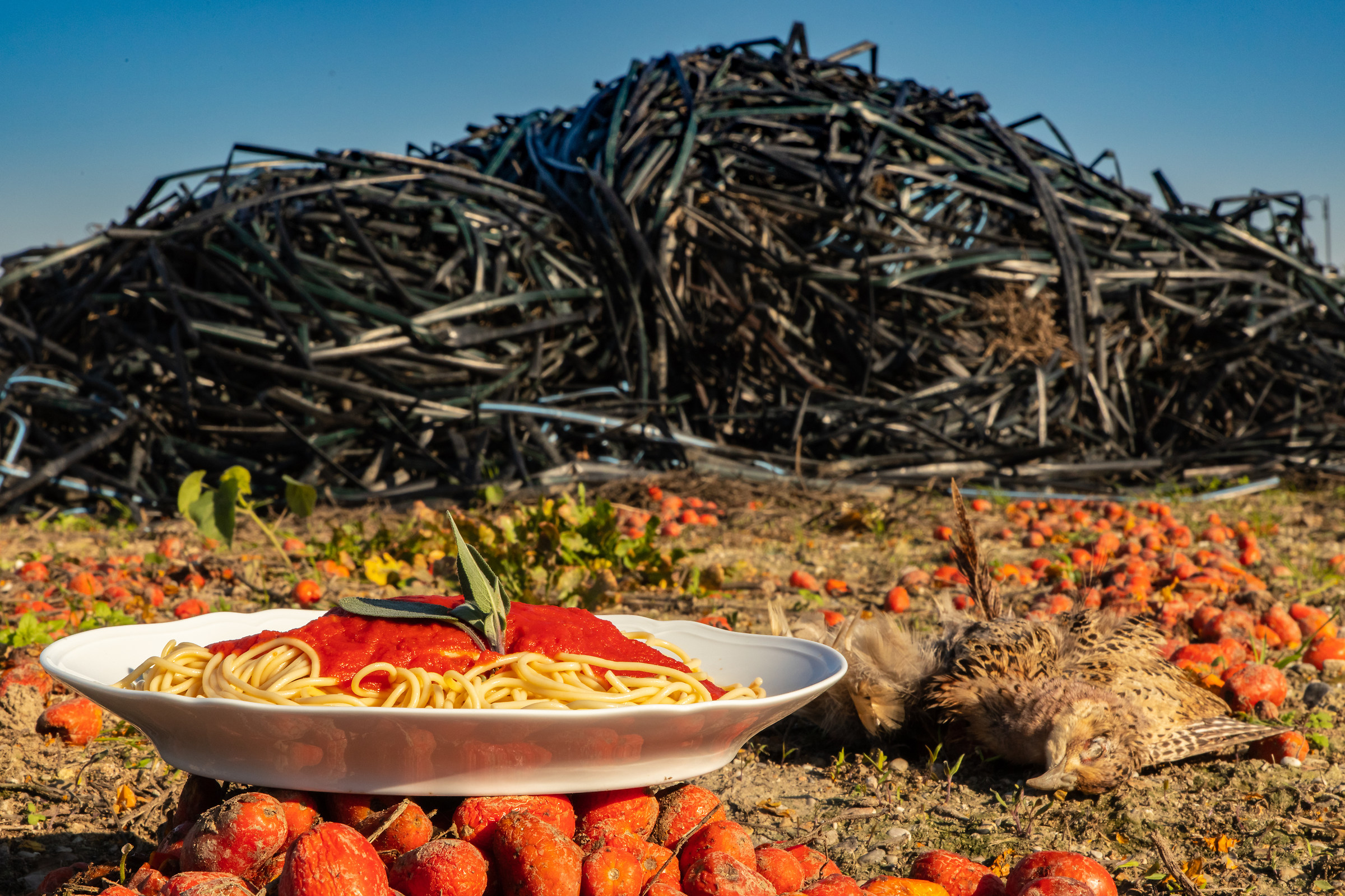 Il piatto è servito, tutta salute