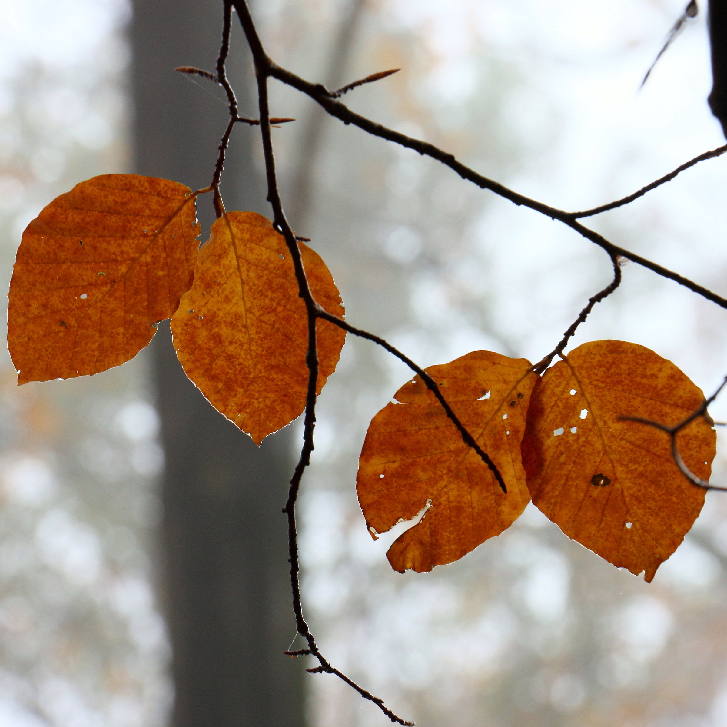 Fugtig efterårsskov