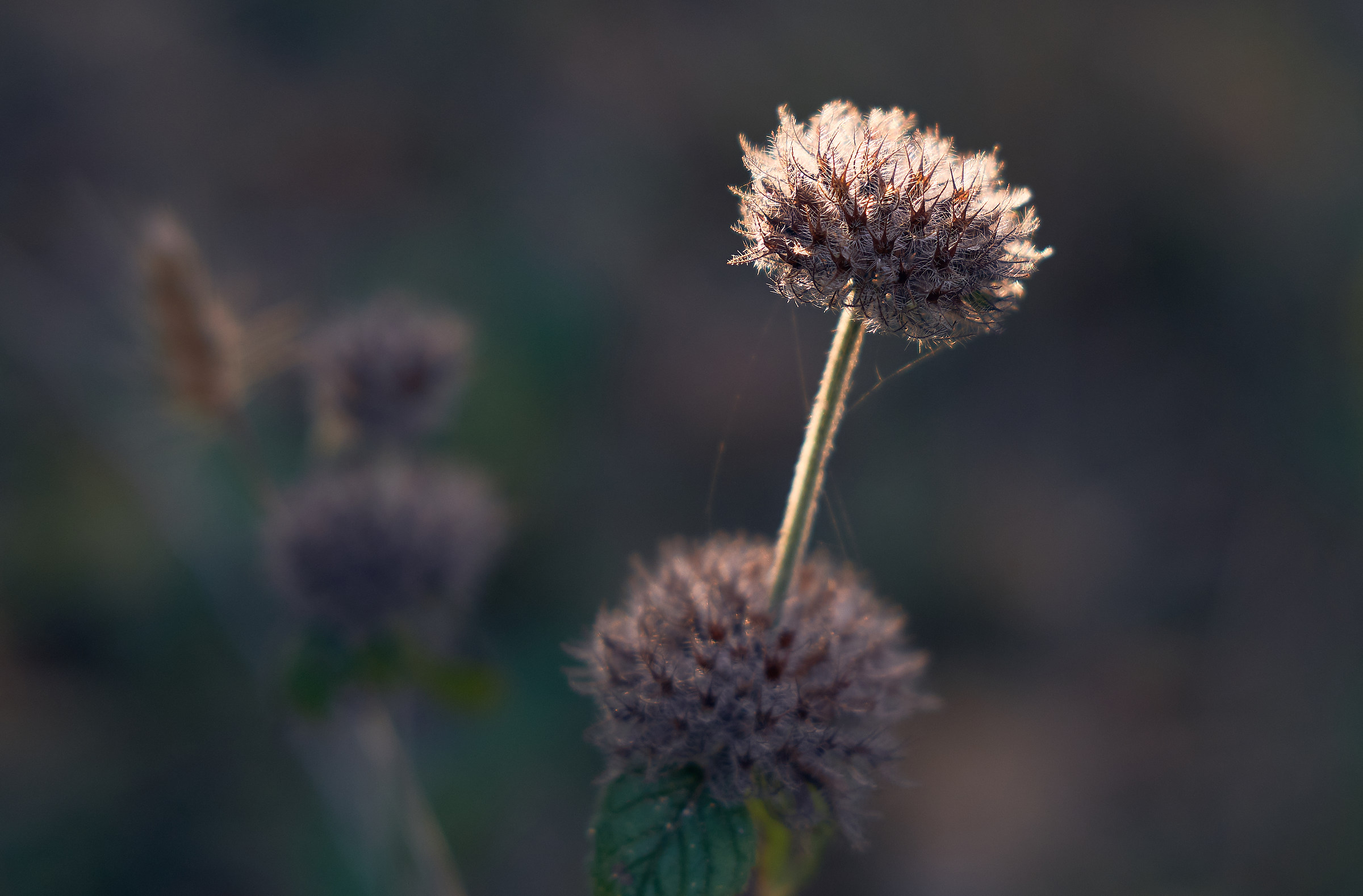 It stretches towards the light!