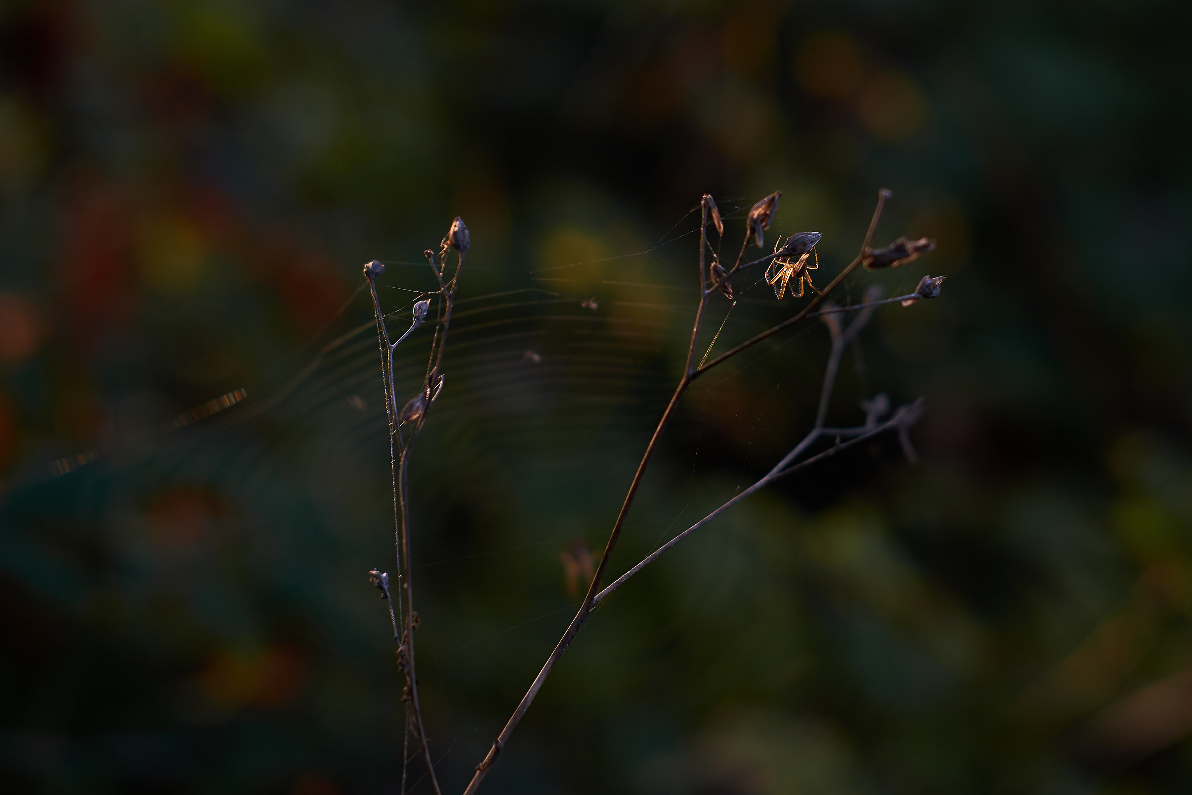 Transparent to light!