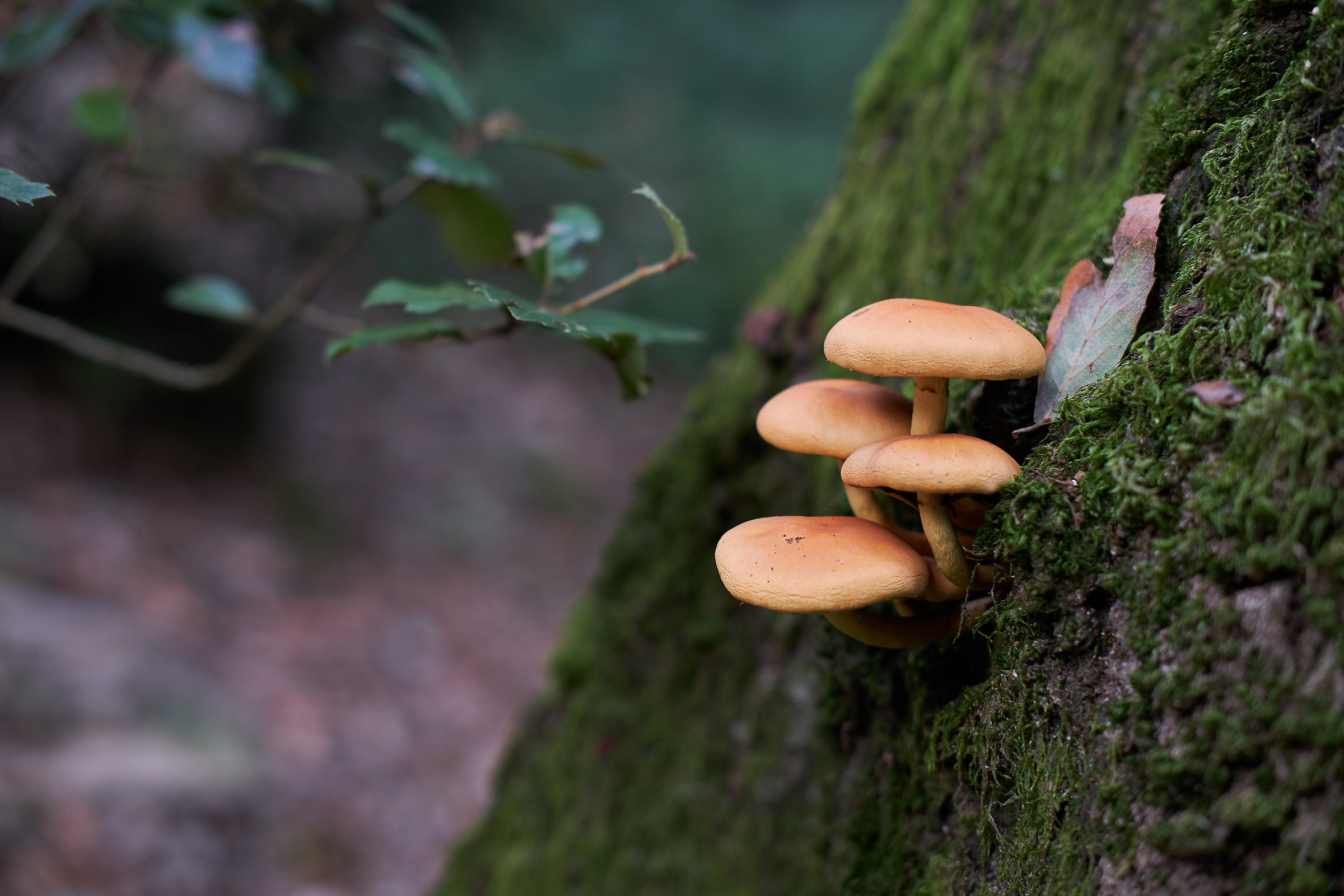 Popping up from the trunk