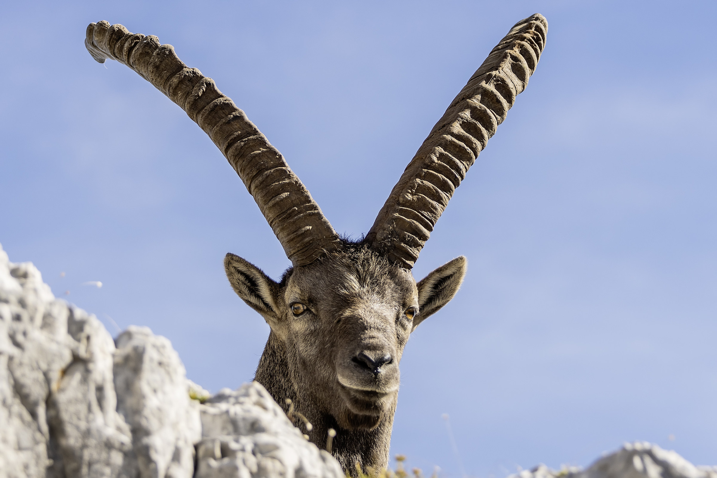 First floor adult Ibex