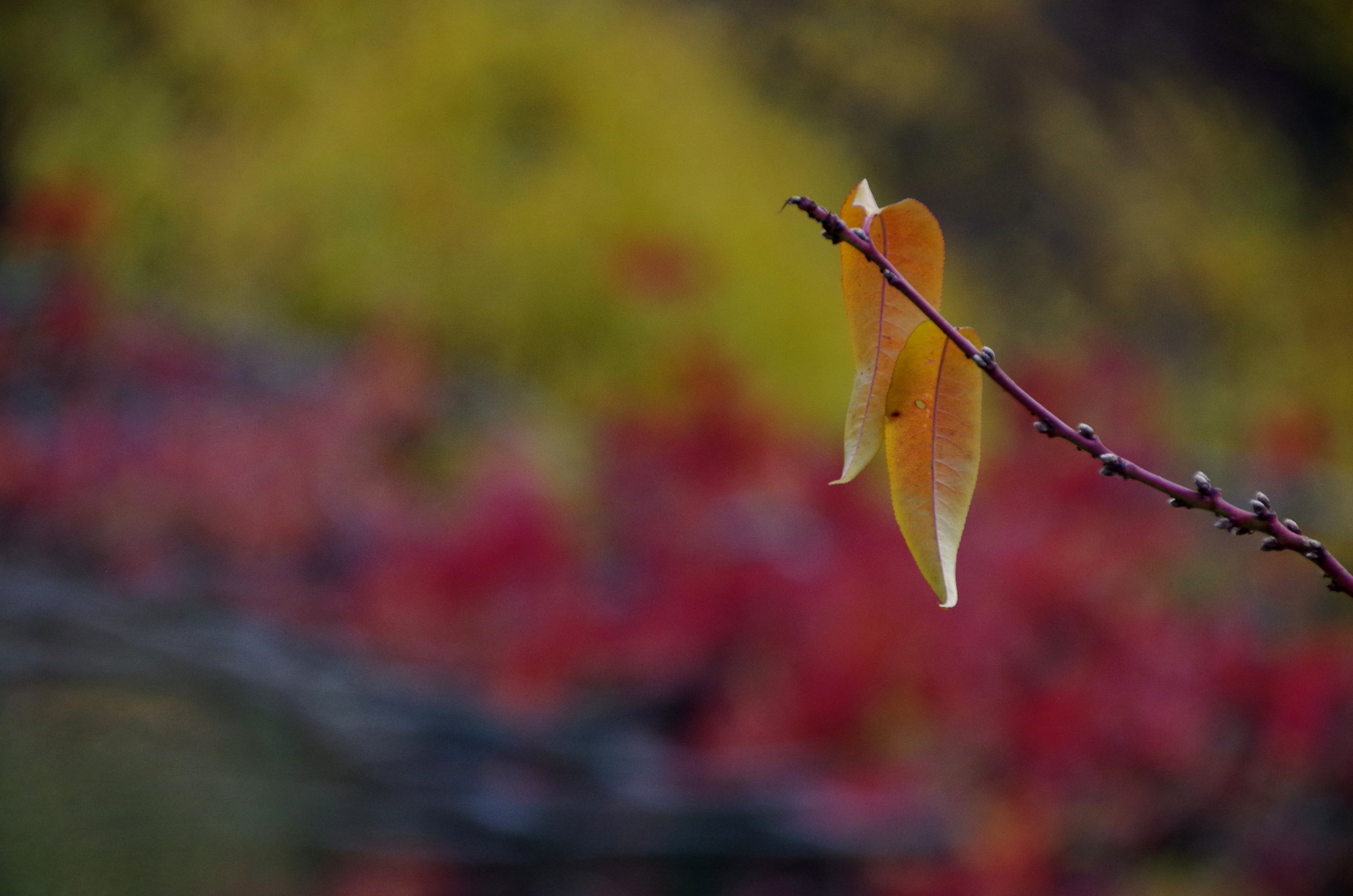 The last Leaves