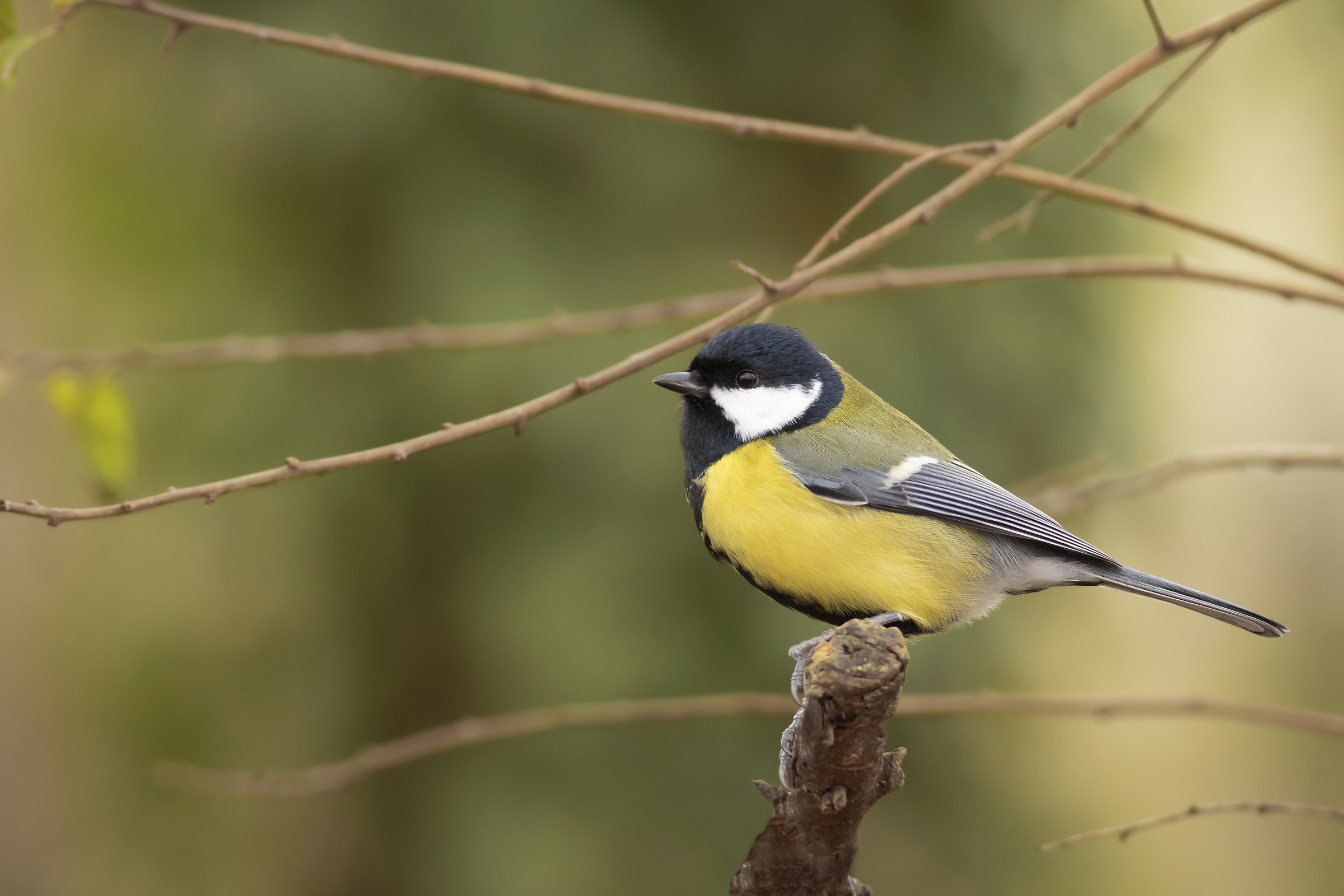 Cinciallegra maschio.