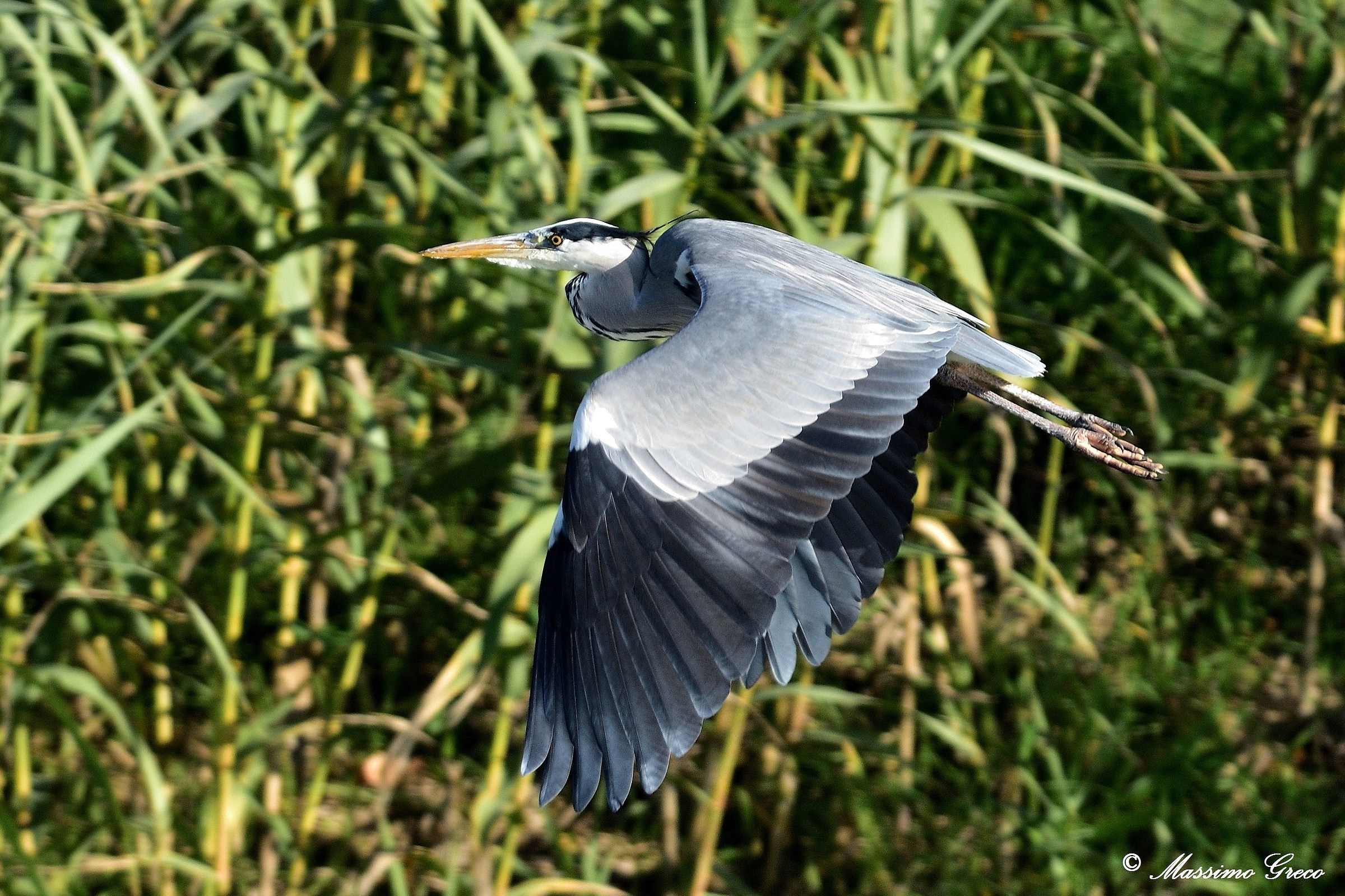 Grey Heron