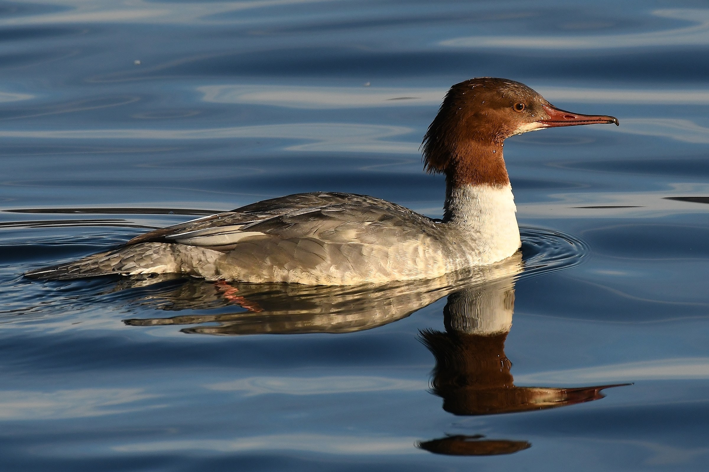 Mergus merganser