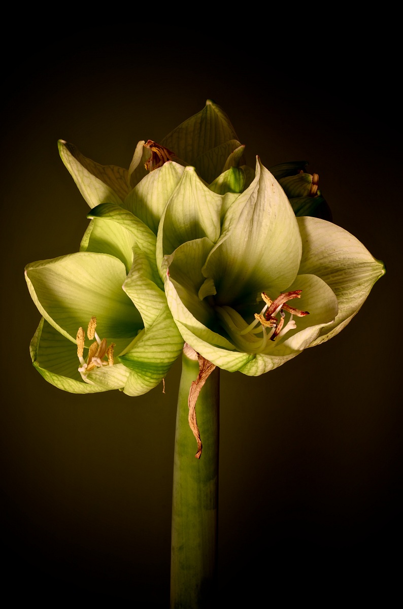 Amaryllis B