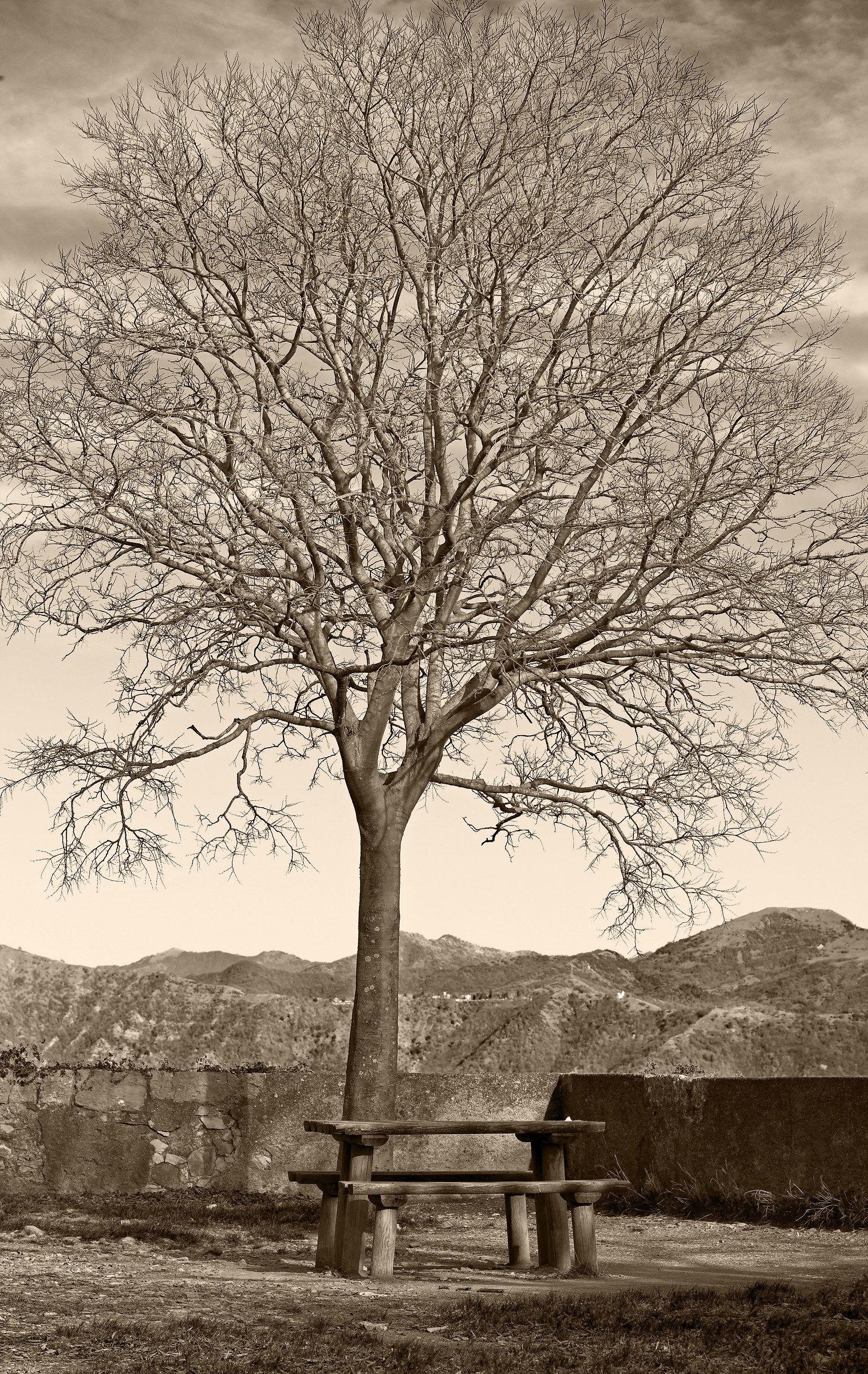 La panchina sotto l'albero