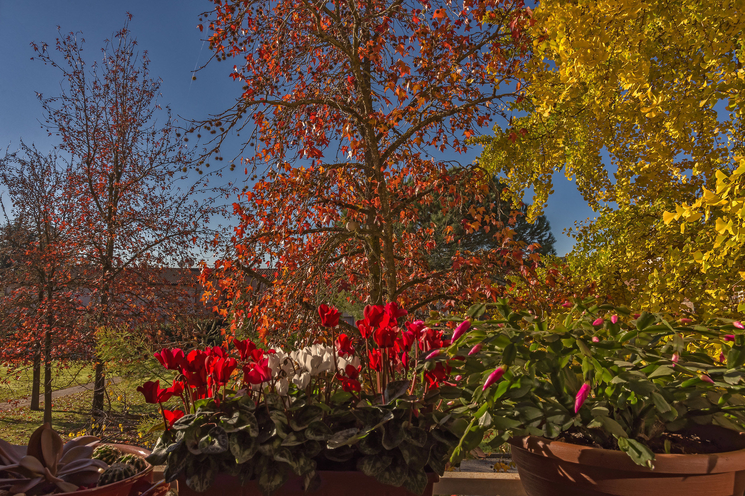 Dalla finestra di cucina : Liquidambar e Ginko Biloba
