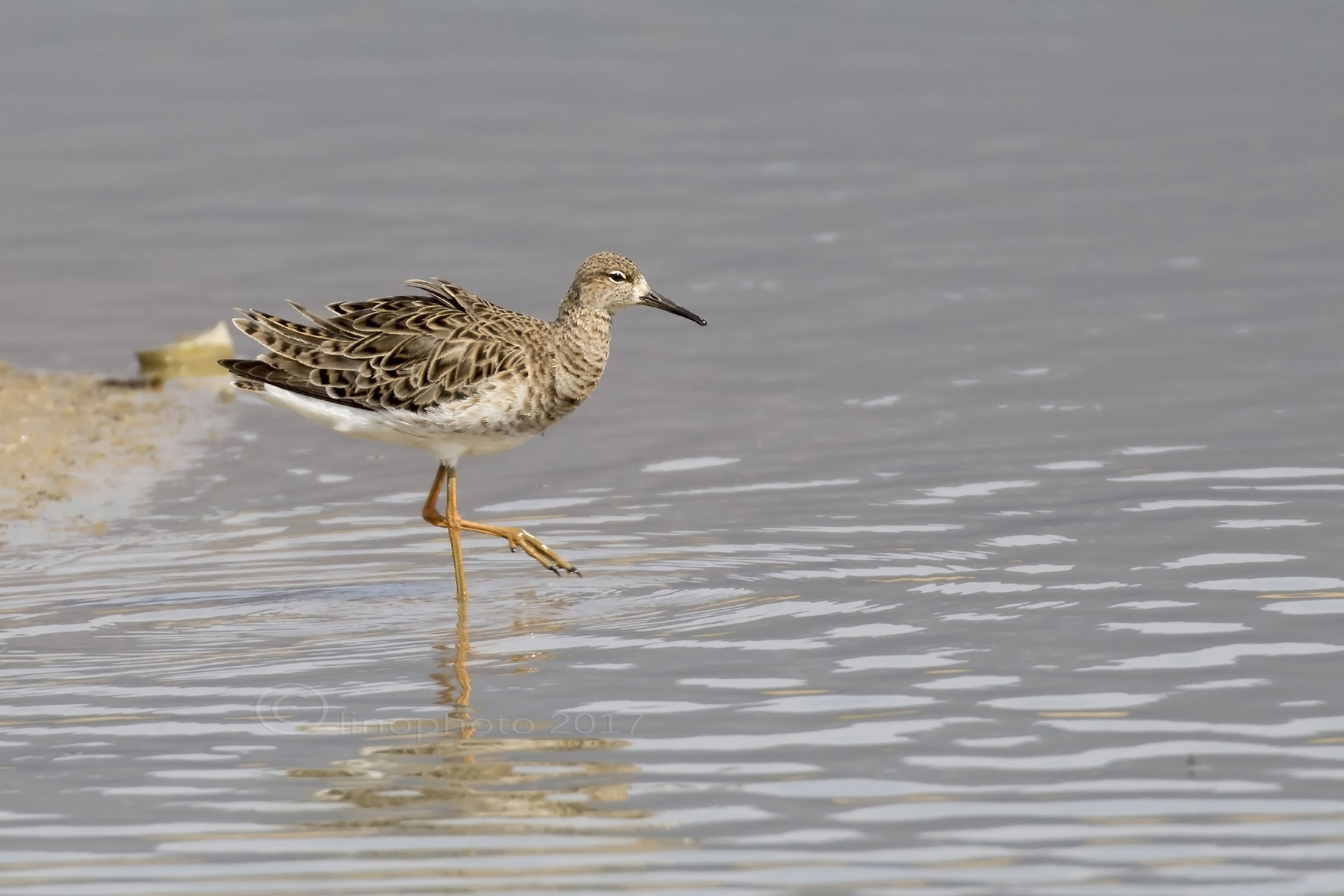 Combattente ( Philomachus pugnax)